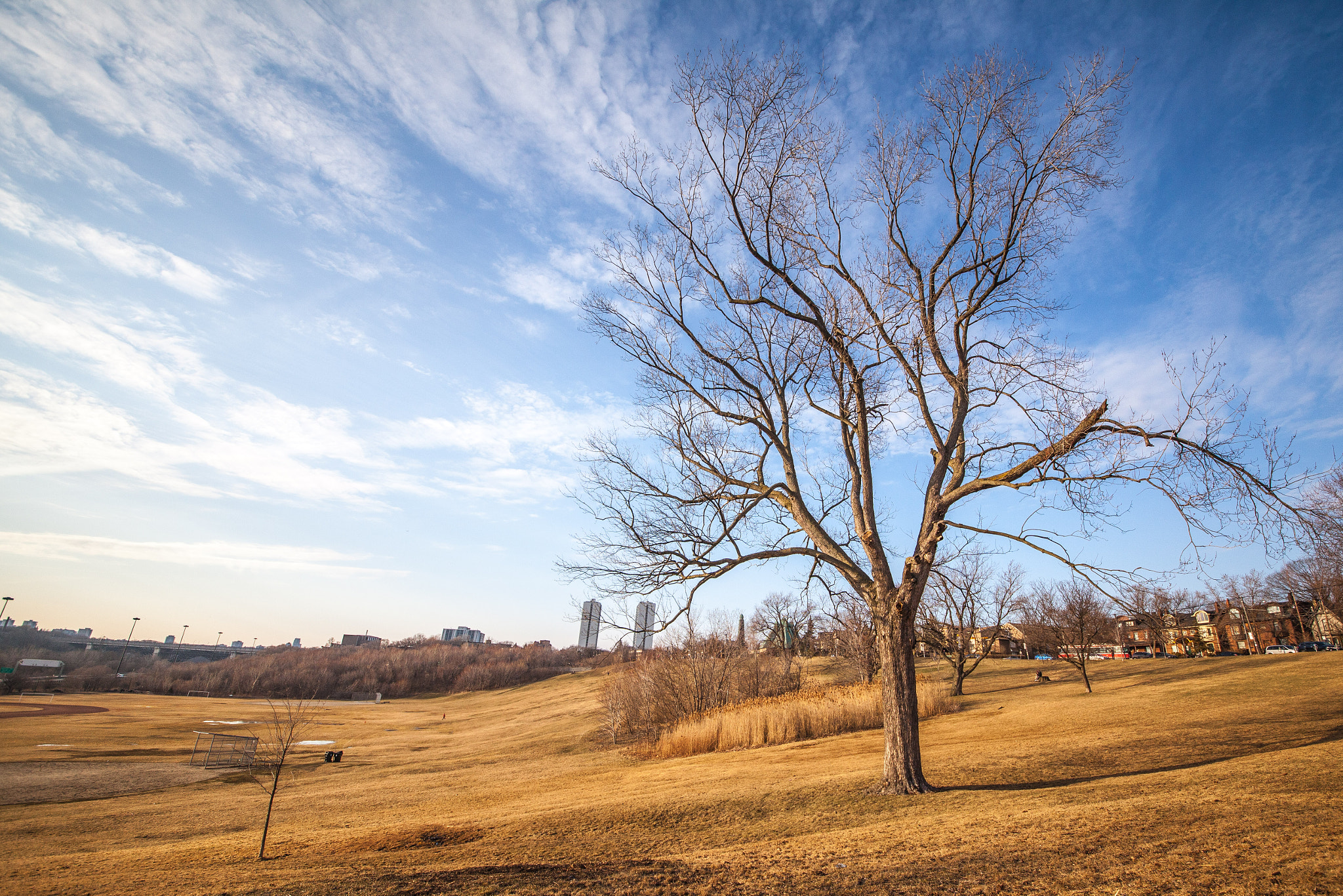 Canon EOS 5D Mark II sample photo. The silence of the trees photography