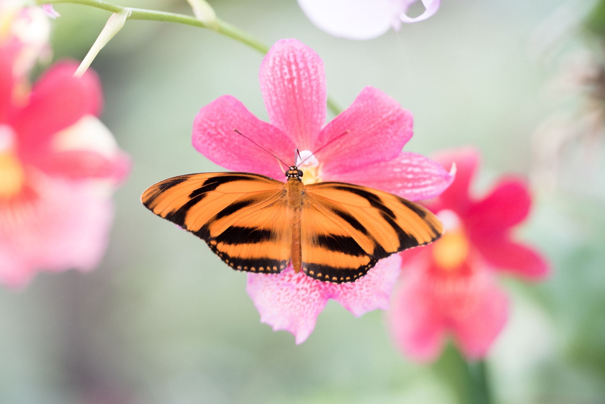 Nikon D750 sample photo. Dryadula phaetusa butterfly photography