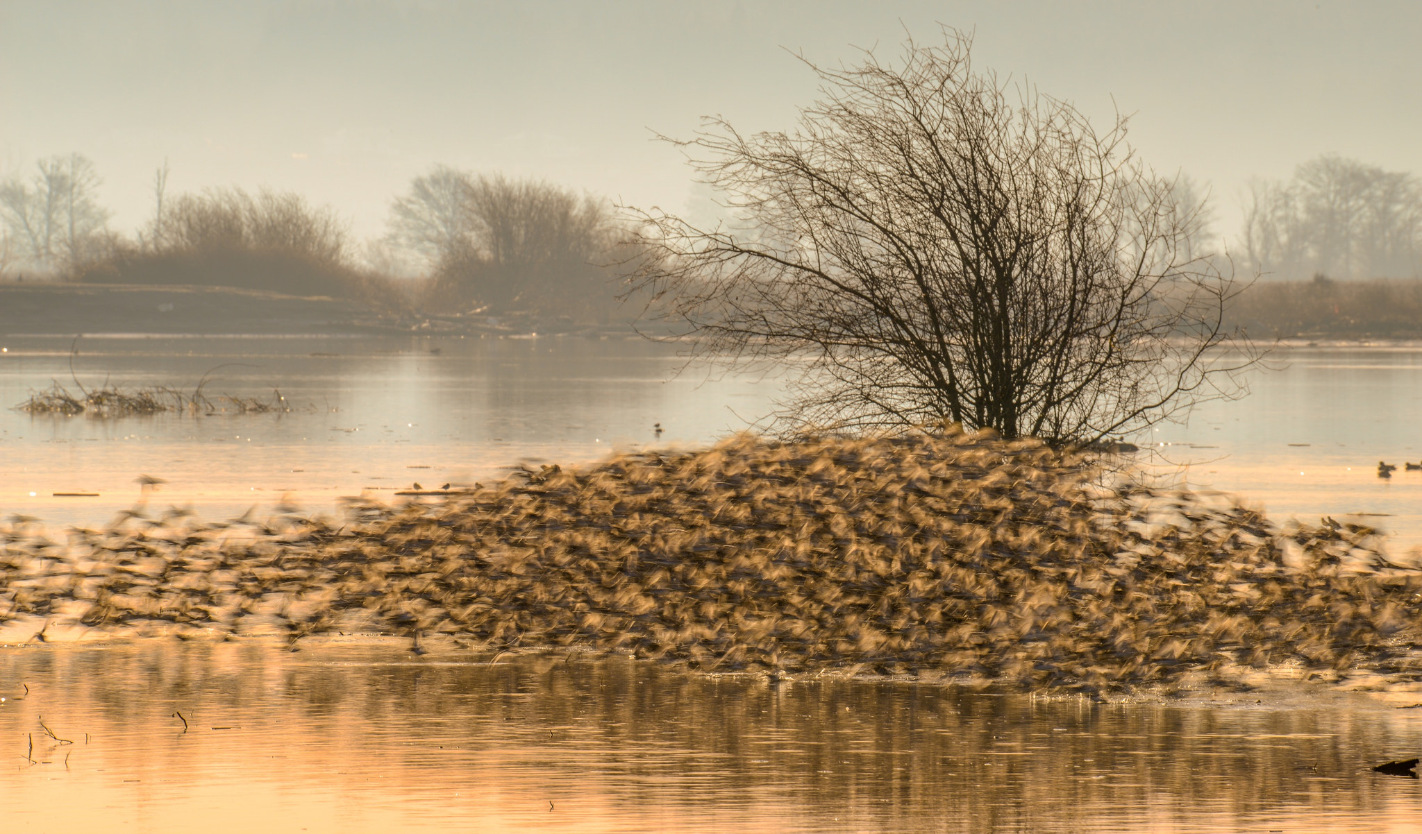 Nikon D800 sample photo. Flying birds photography