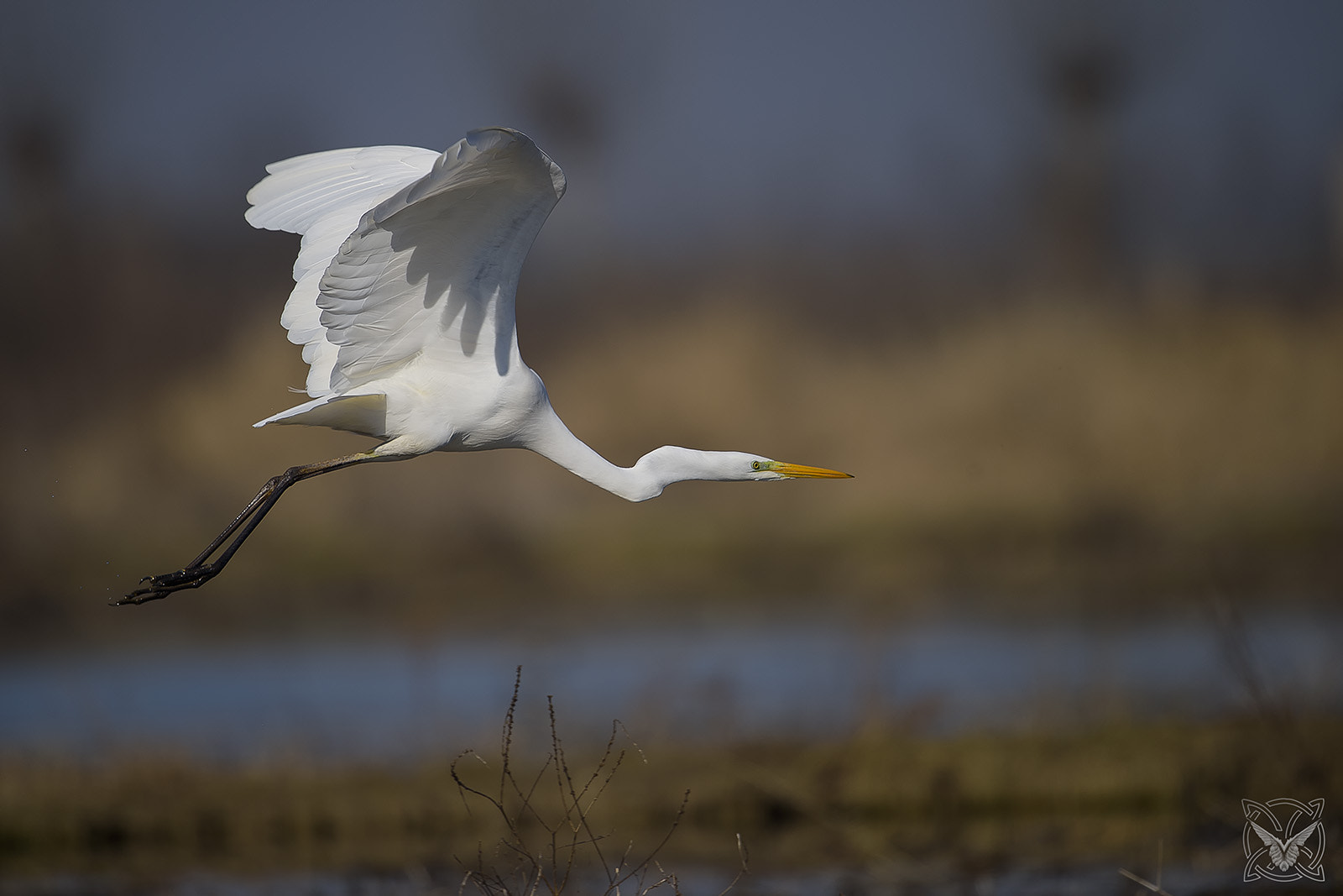 Nikon D4S + Nikon AF-S Nikkor 600mm F4G ED VR sample photo. Ardea alba - airone bianco maggiore - grande aigrette - great egret photography