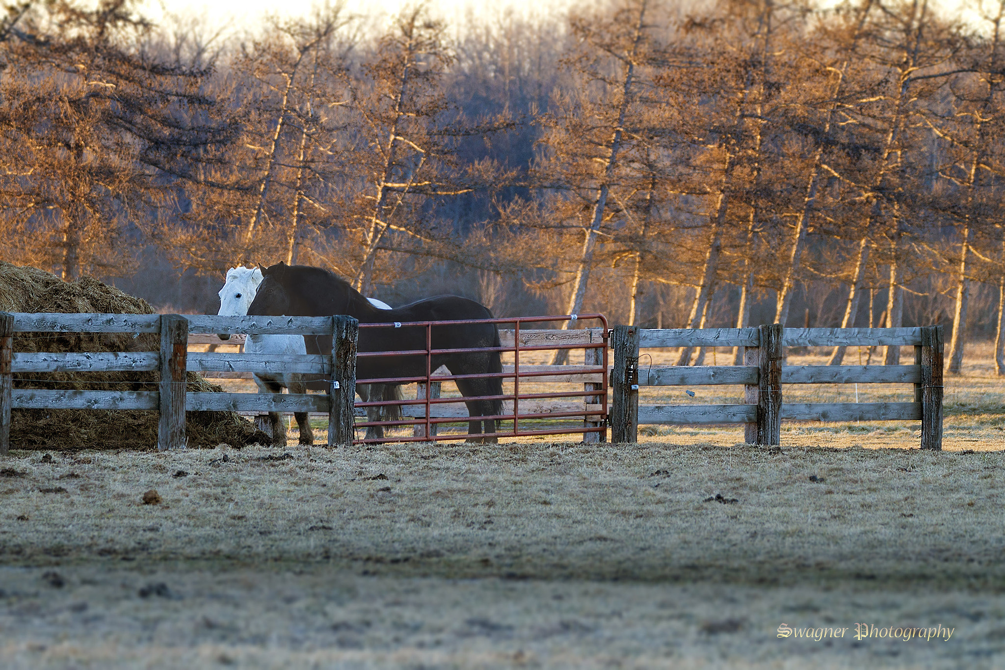 150-600mm F5-6.3 DG OS HSM | Contemporary 015 sample photo. Black horse white horse photography