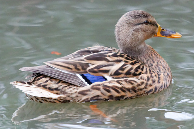 Sigma 150-500mm F5-6.3 DG OS HSM sample photo