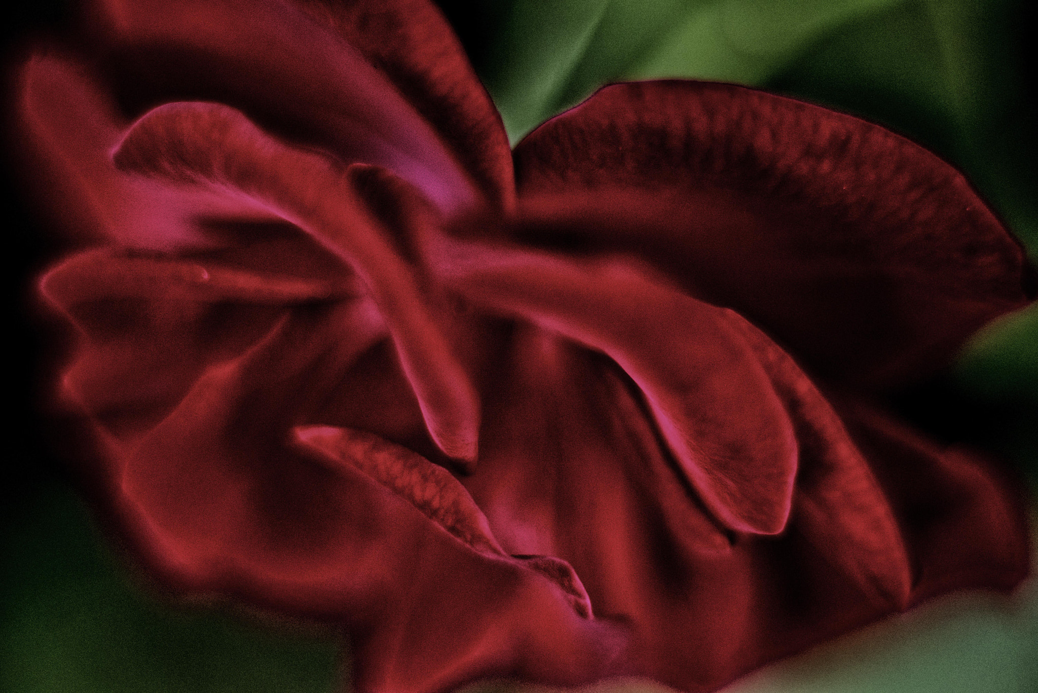 Nikon AF Nikkor 50mm F1.8D sample photo. Sad rose photography