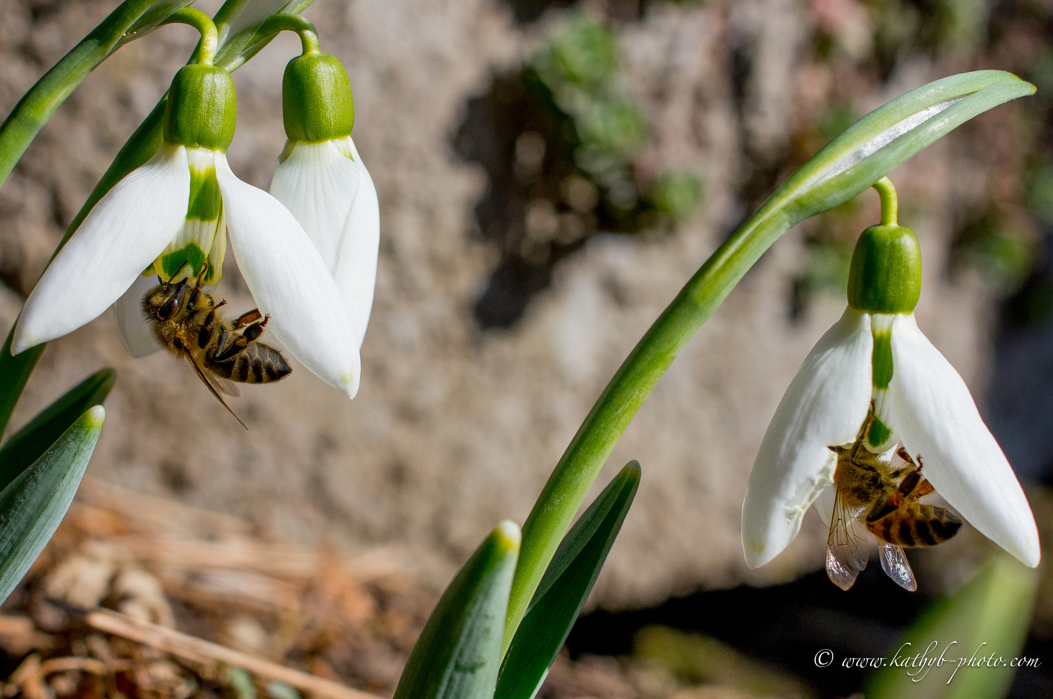 Sony SLT-A55 (SLT-A55V) sample photo. Teamwork photography