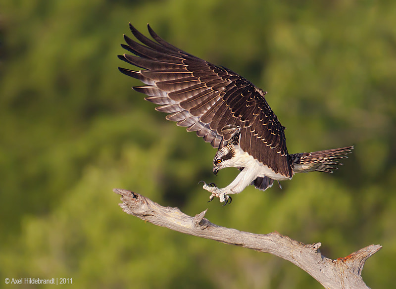 Canon EF 500mm F4L IS USM sample photo. Osprey landing practice photography