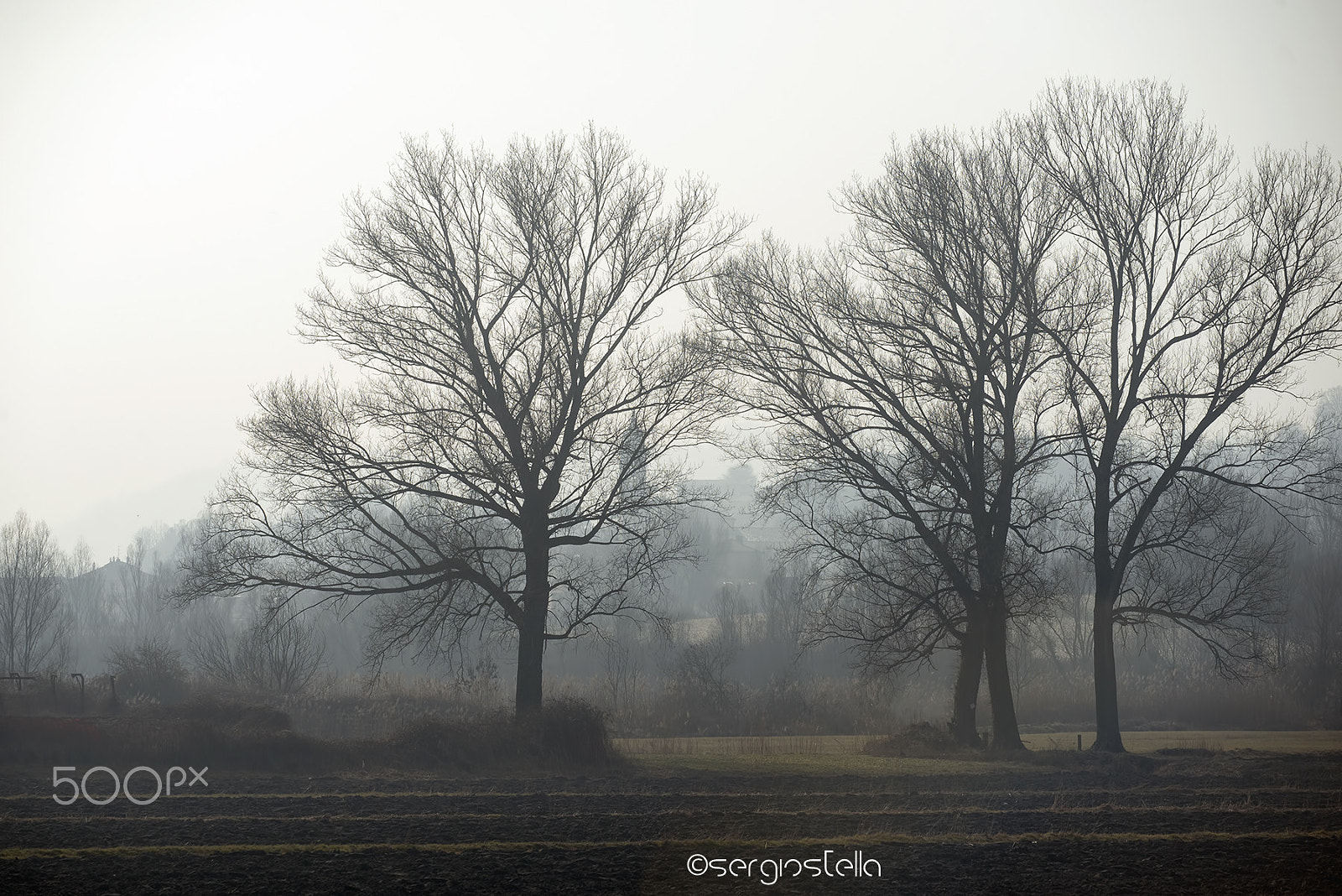 Nikon D610 + Sigma 150mm F2.8 EX DG Macro HSM sample photo. Sentinels in the fog___ photography