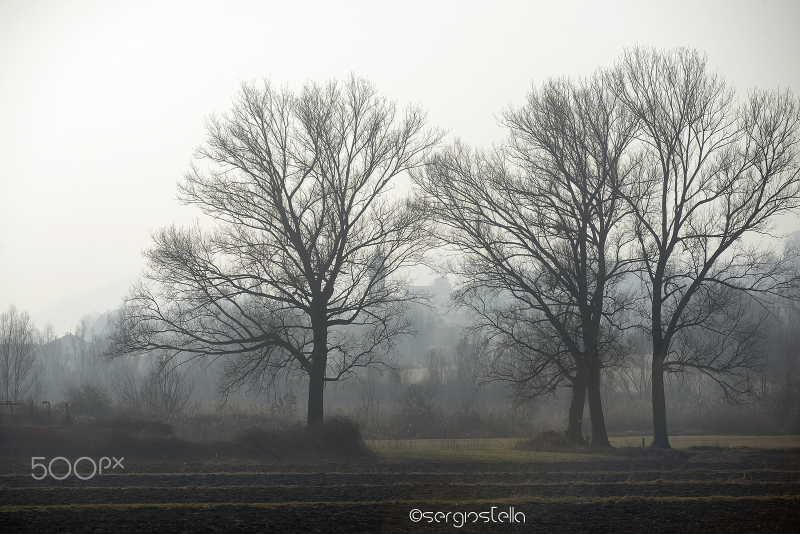 Sigma 150mm F2.8 EX DG Macro HSM sample photo. Sentinels in the fog___ photography