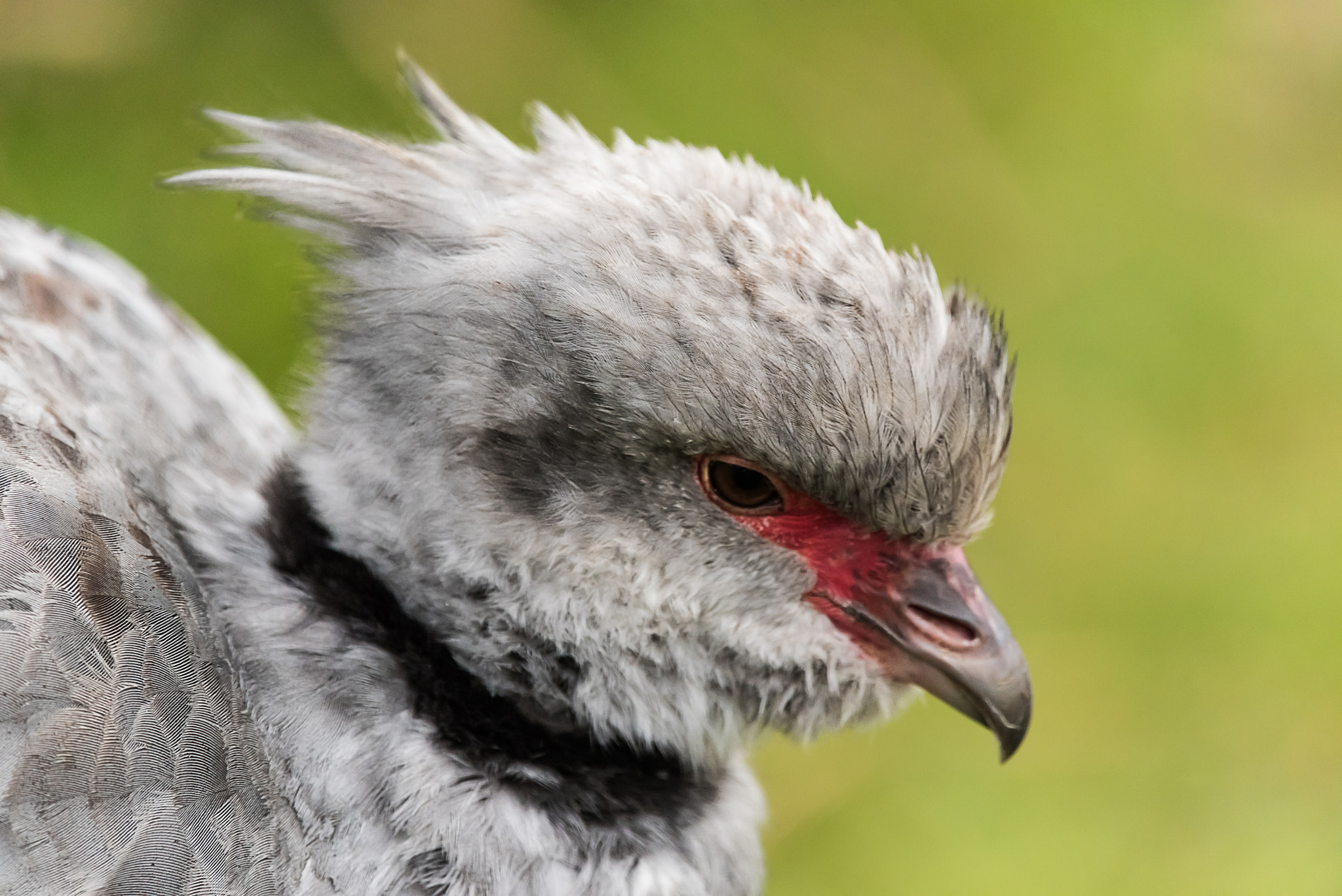Sigma 150-600mm F5-6.3 DG OS HSM | C sample photo. Southern screamer photography