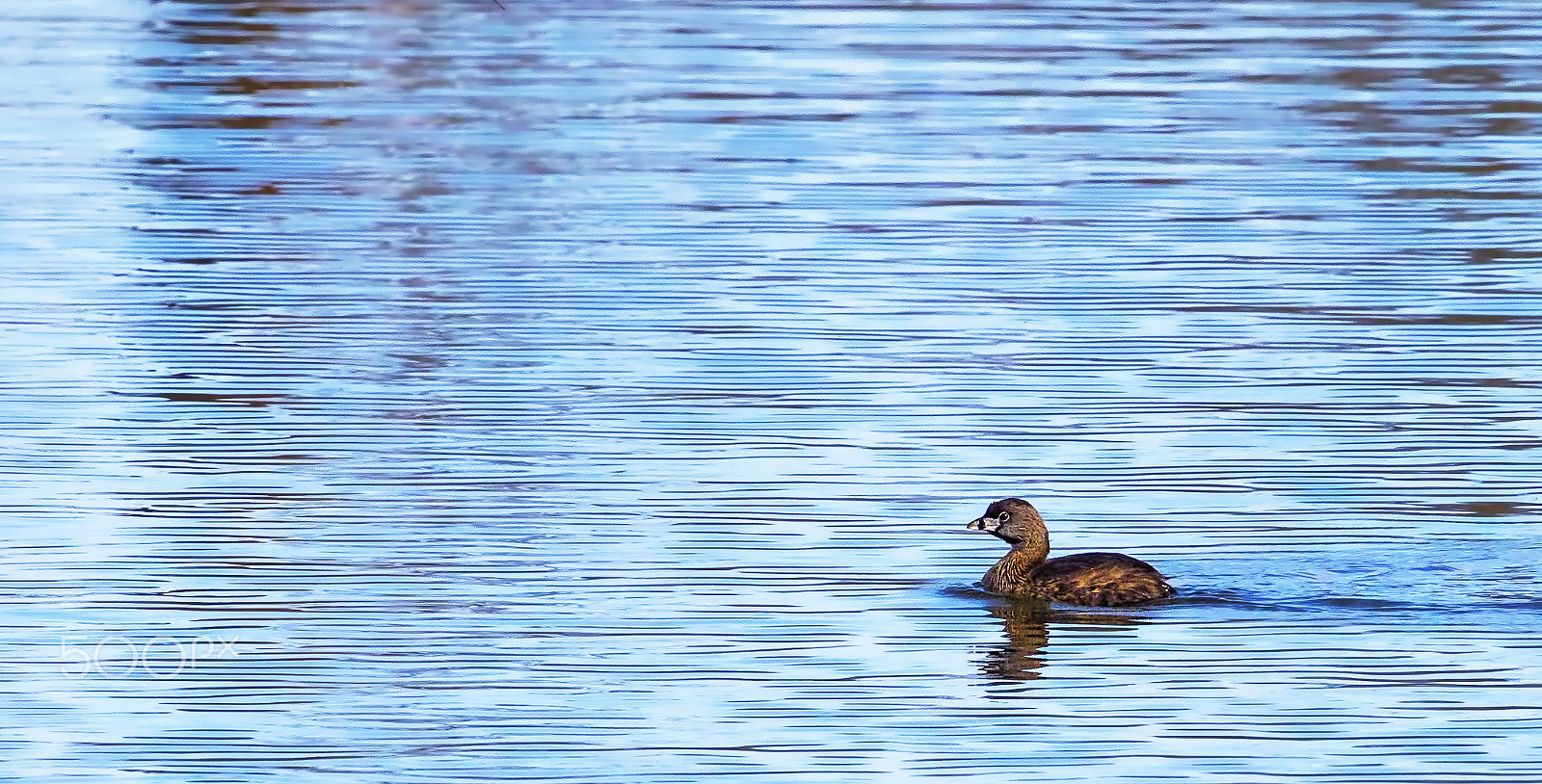 Canon EOS 7D + Canon EF 400mm F4.0 DO IS USM sample photo. Unparalleled photography