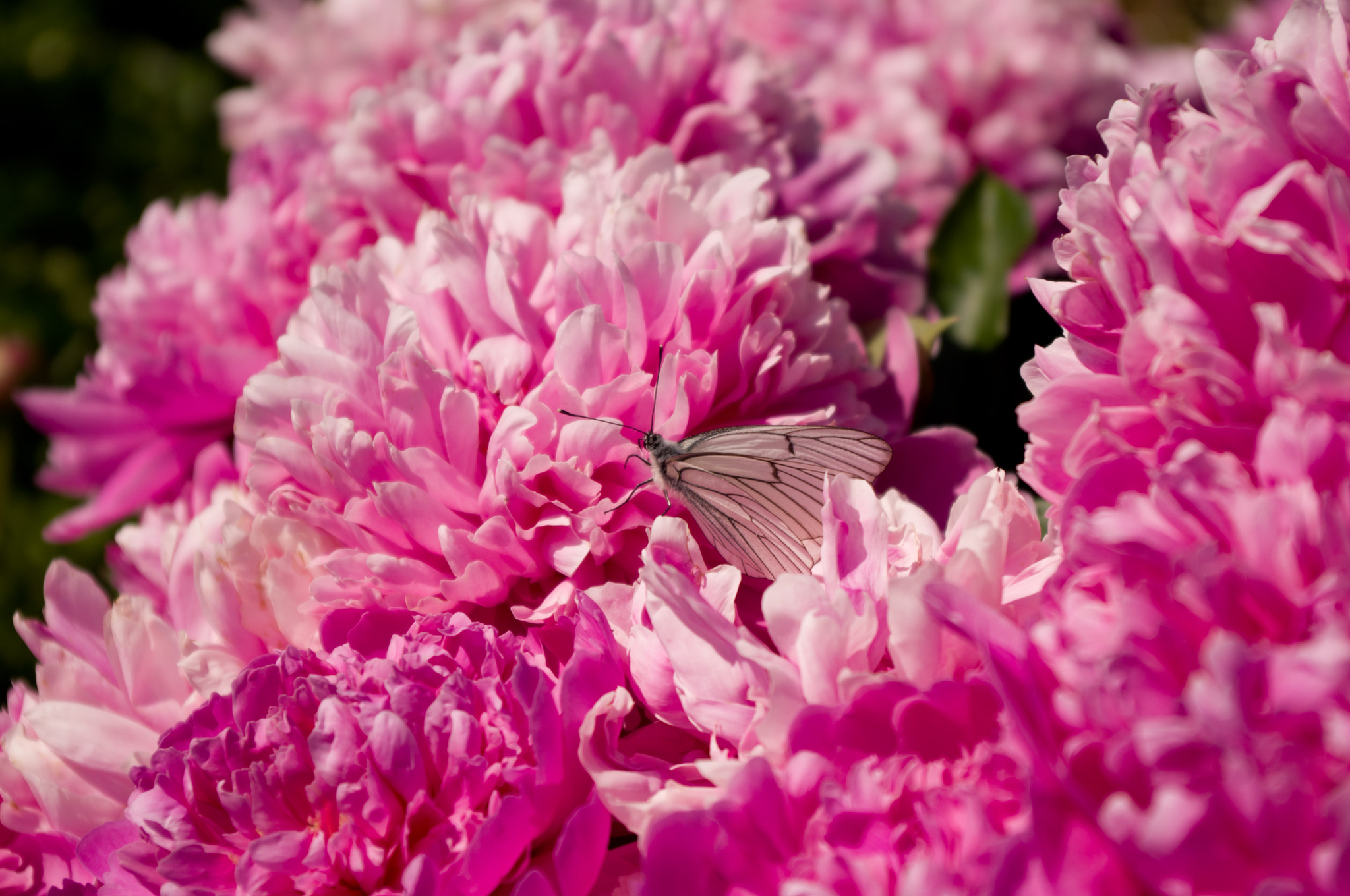 Pentax K-x sample photo. Butterfly on pink peony flowers photography