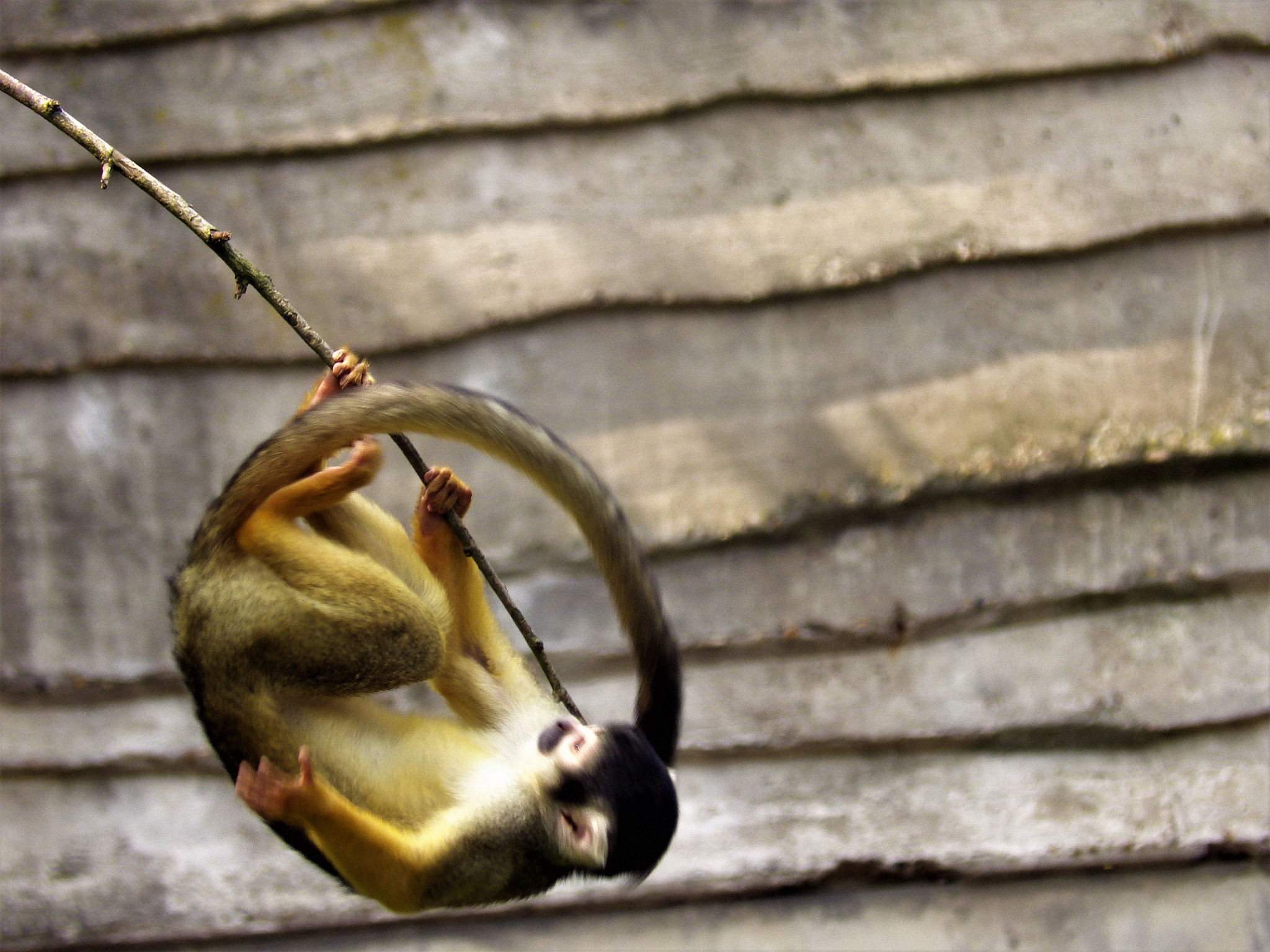 Pentax X-5 sample photo. Cumulet photography