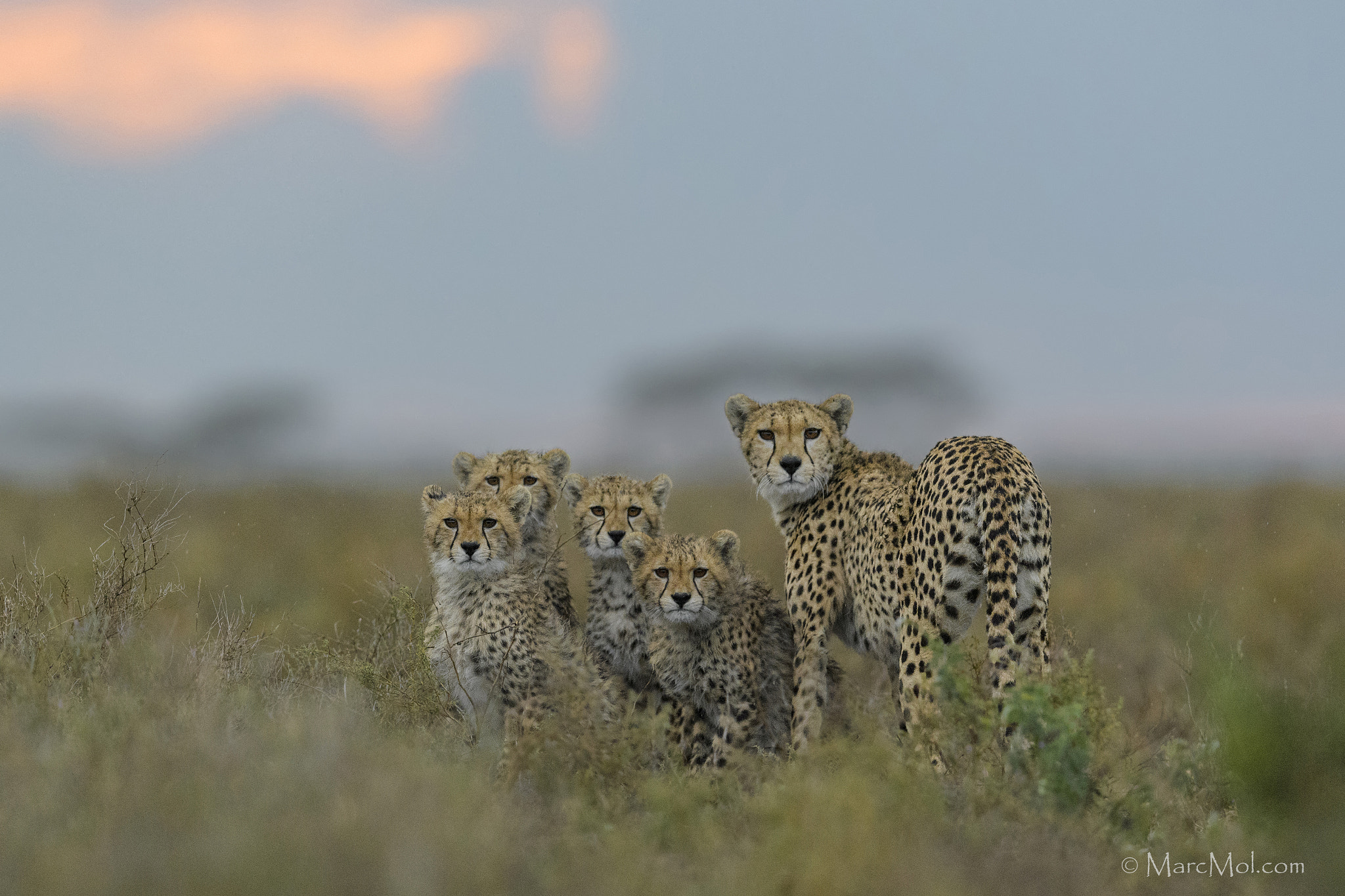 Nikon AF-S Nikkor 400mm F2.8E FL ED VR sample photo. Ndutu cheetah family photography