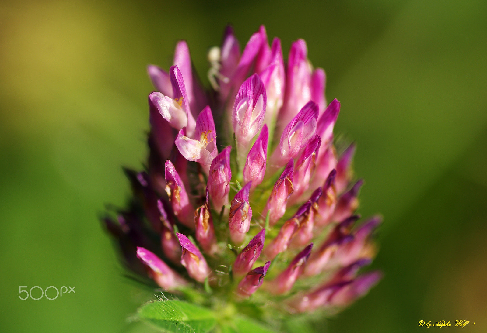 Pentax K10D sample photo. Clover blossom photography