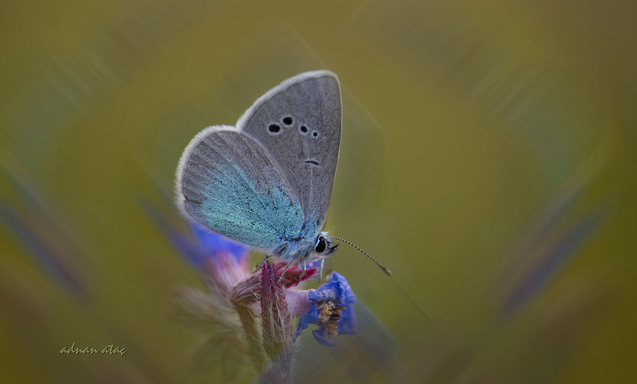 Nikon AF-S Micro-Nikkor 105mm F2.8G IF-ED VR sample photo. Karagözlü mavi kelebek - glaucopsyche alexis - green-underside blue photography