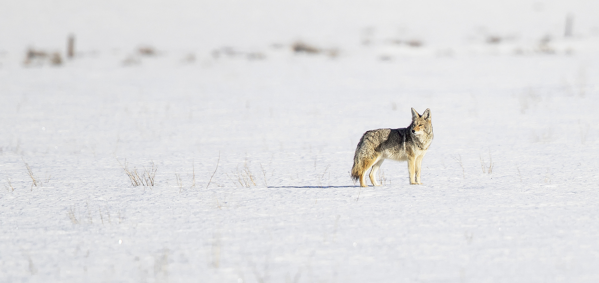 Canon EOS-1D X Mark II sample photo. Coyote roaming grand teton national park. photography