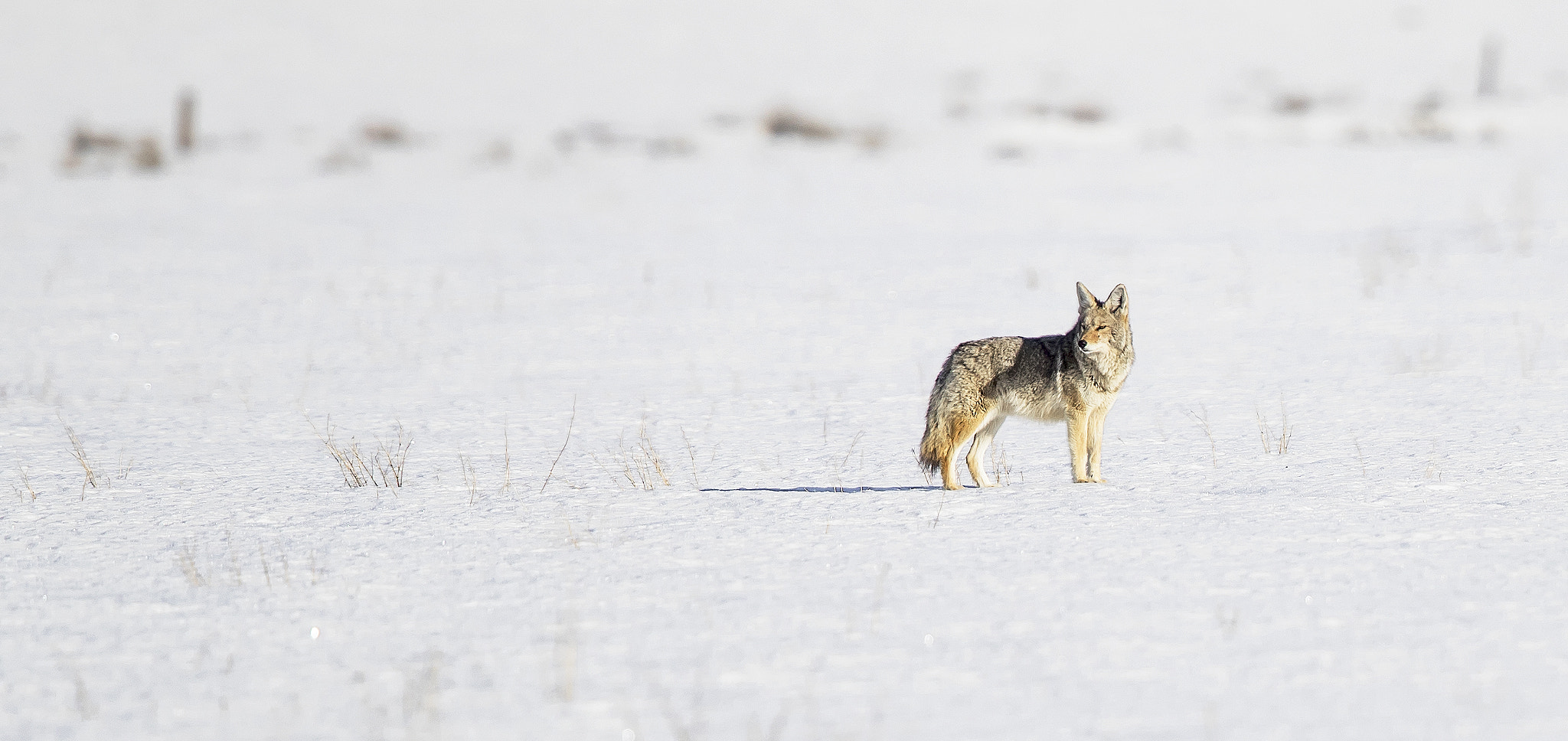 Canon EF 600mm F4L IS II USM sample photo. Coyote roaming grand teton national park. photography