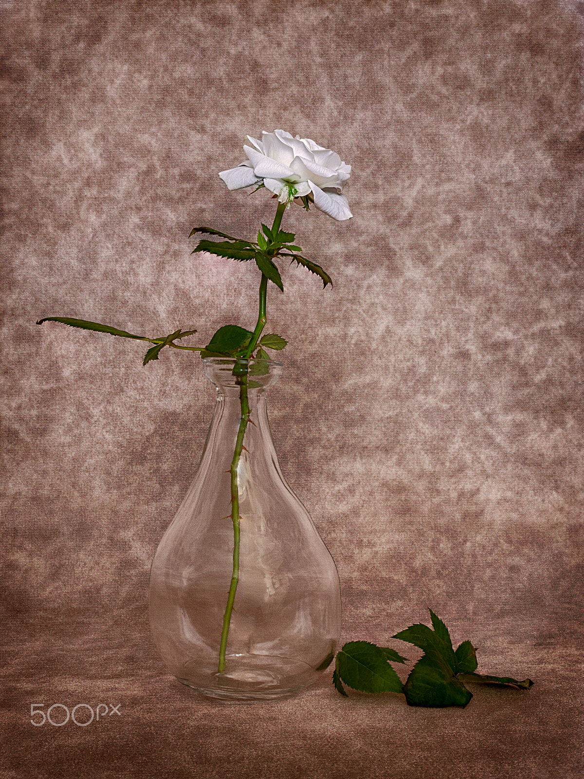 Nikon D90 + Tamron SP AF 17-50mm F2.8 XR Di II VC LD Aspherical (IF) sample photo. A lonely white rose photography