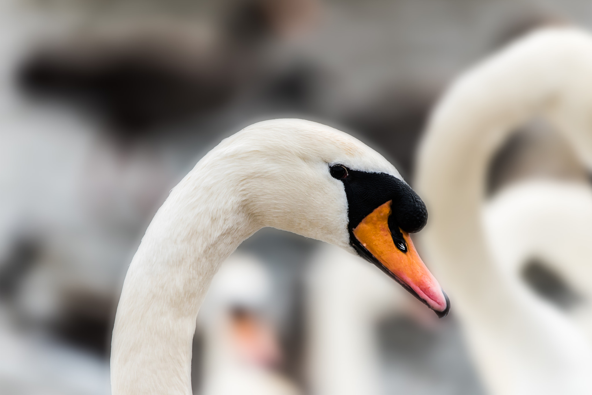 Sigma 150-600mm F5-6.3 DG OS HSM | C sample photo. Swan photography