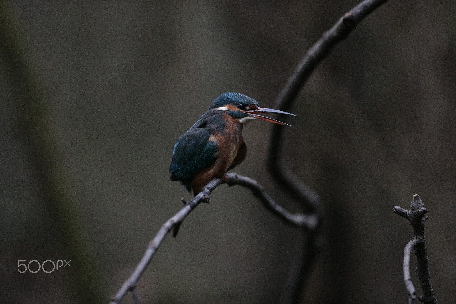 Canon EF 300mm F2.8L IS USM sample photo. Kingfisher photography