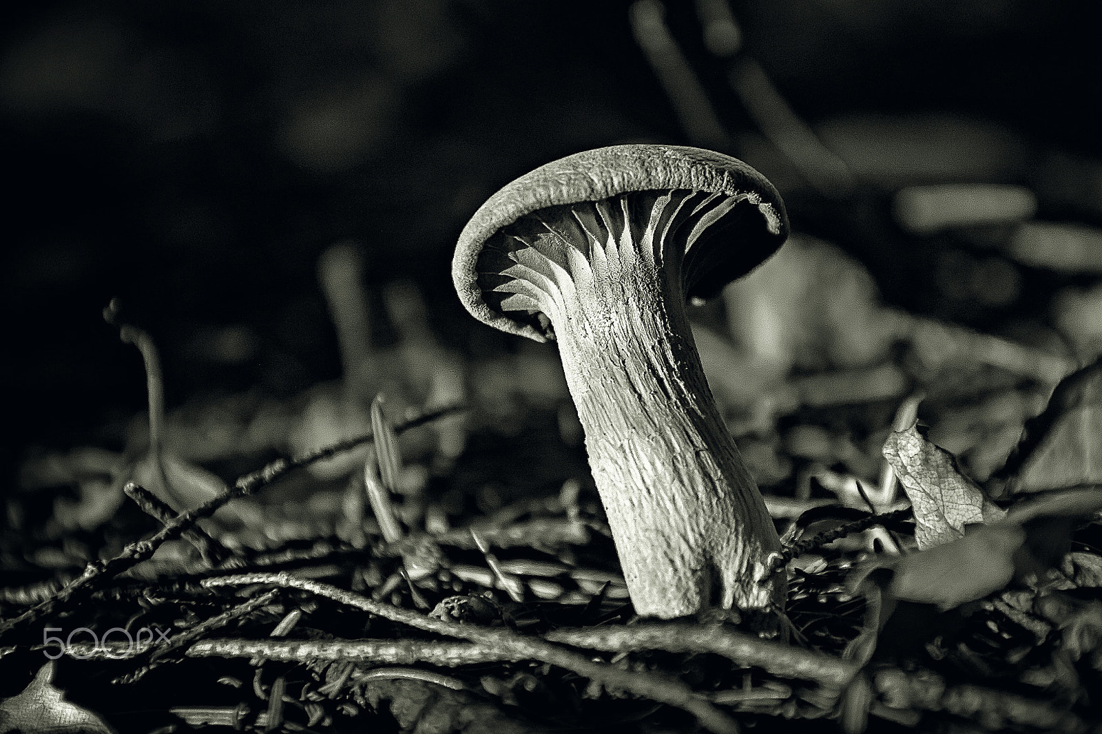 Canon EOS 500D (EOS Rebel T1i / EOS Kiss X3) sample photo. A nail in the forest. photography