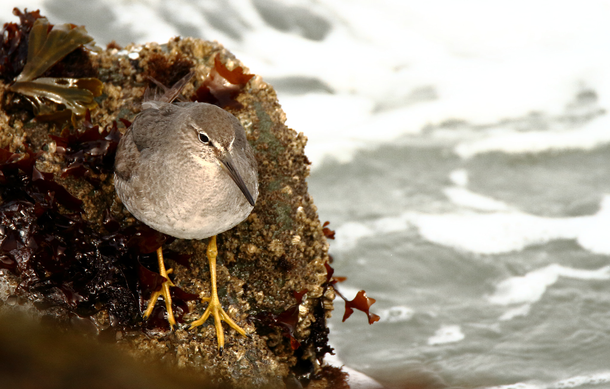 Tamron SP 150-600mm F5-6.3 Di VC USD sample photo. Wandering tattler photography