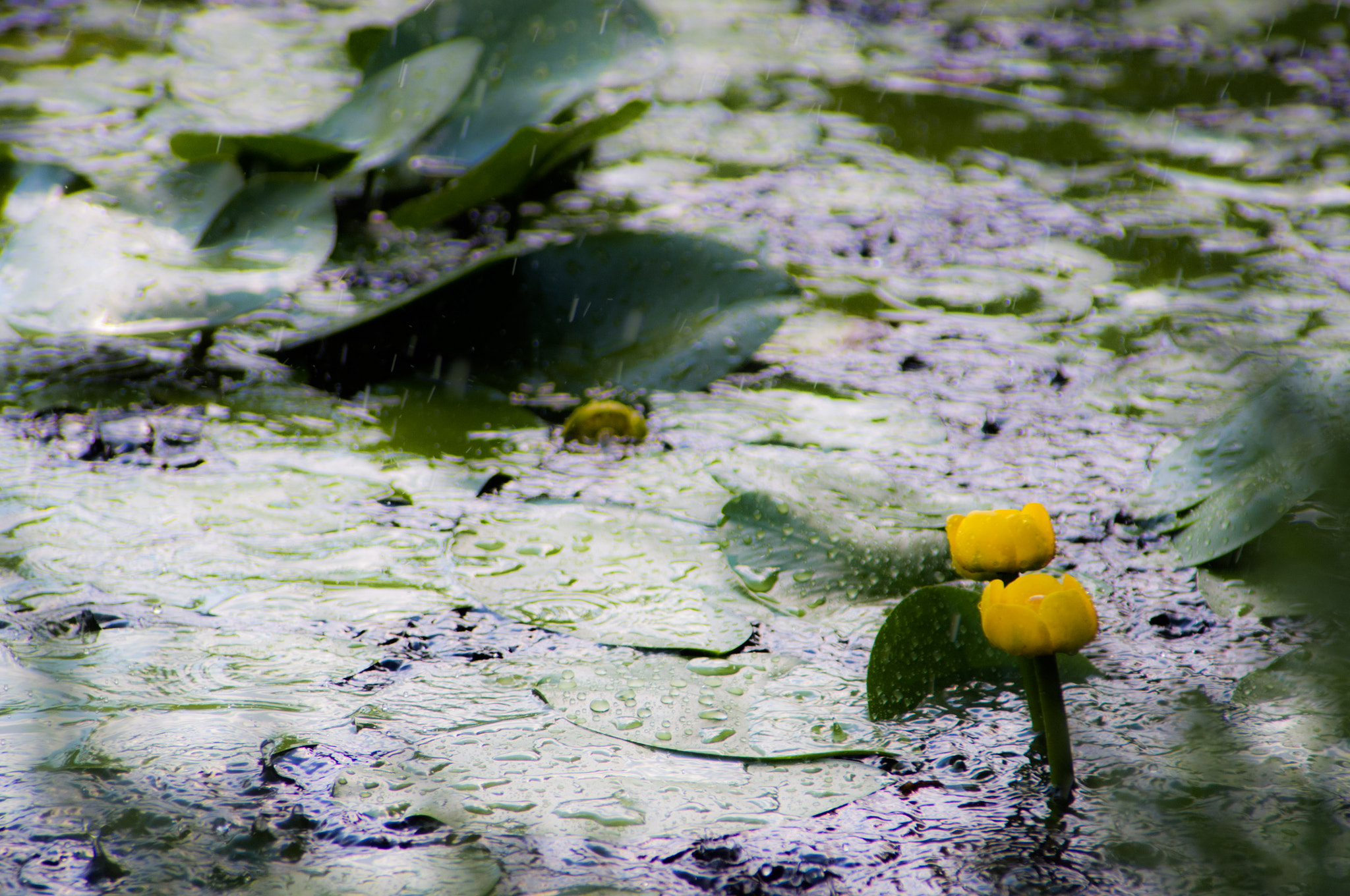 Pentax K-x + smc PENTAX-FA 28-200mm F3.8-5.6 AL[IF] sample photo. Water lily under rain photography