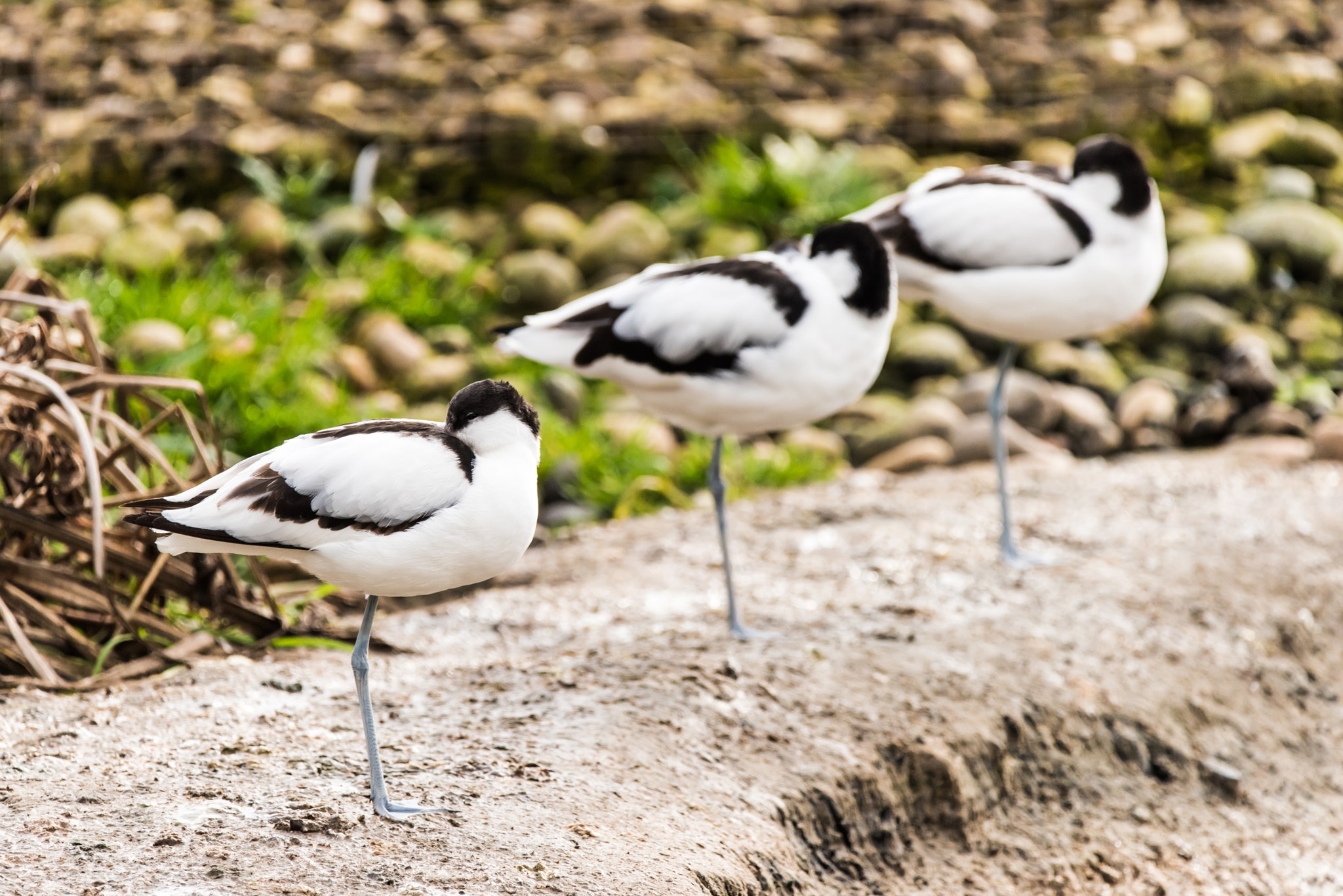 Sigma 150-600mm F5-6.3 DG OS HSM | C sample photo. Avocets sleeping photography