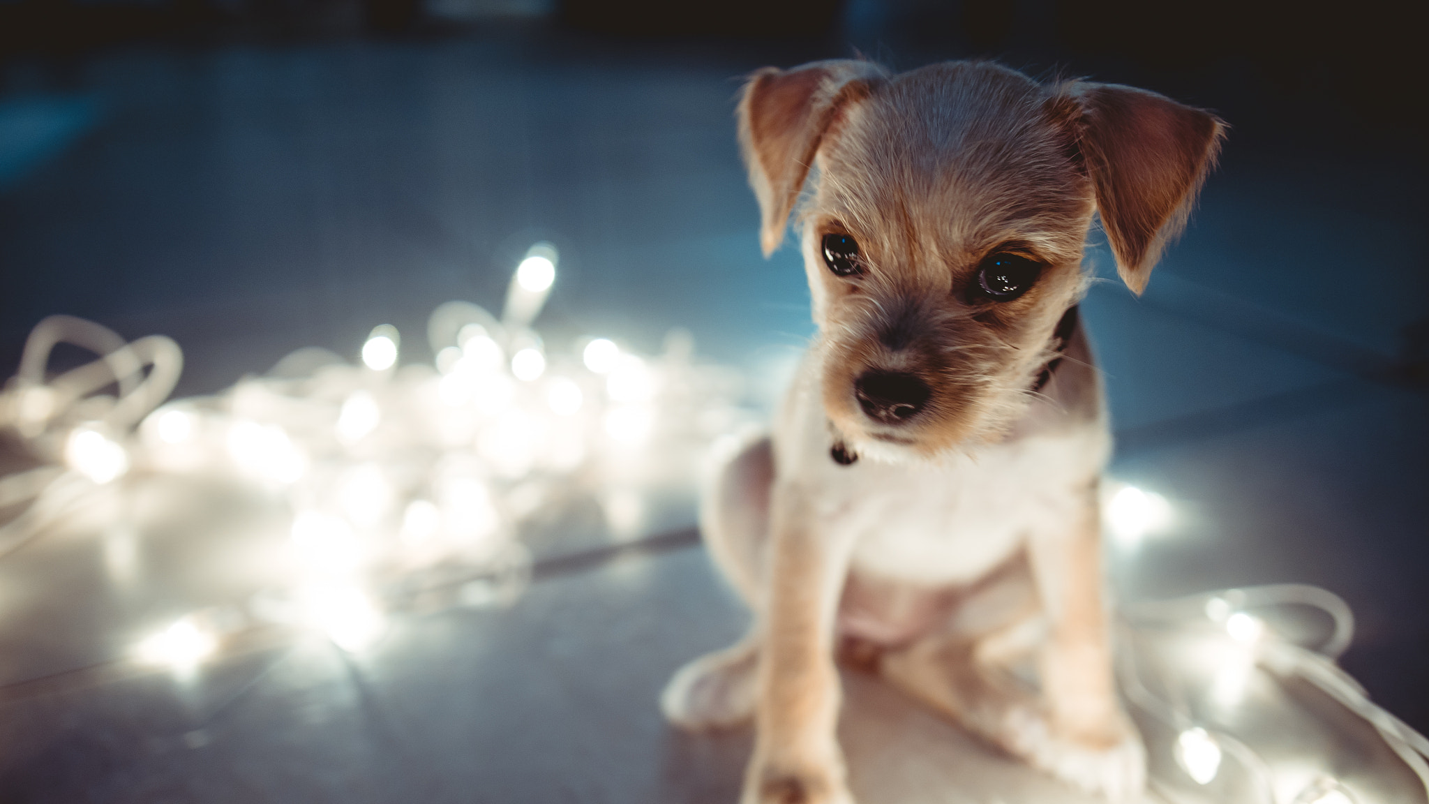 Panasonic Lumix DMC-GH4 + .7x Metabones 18-35/1.8 sample photo. My new puppy :) photography