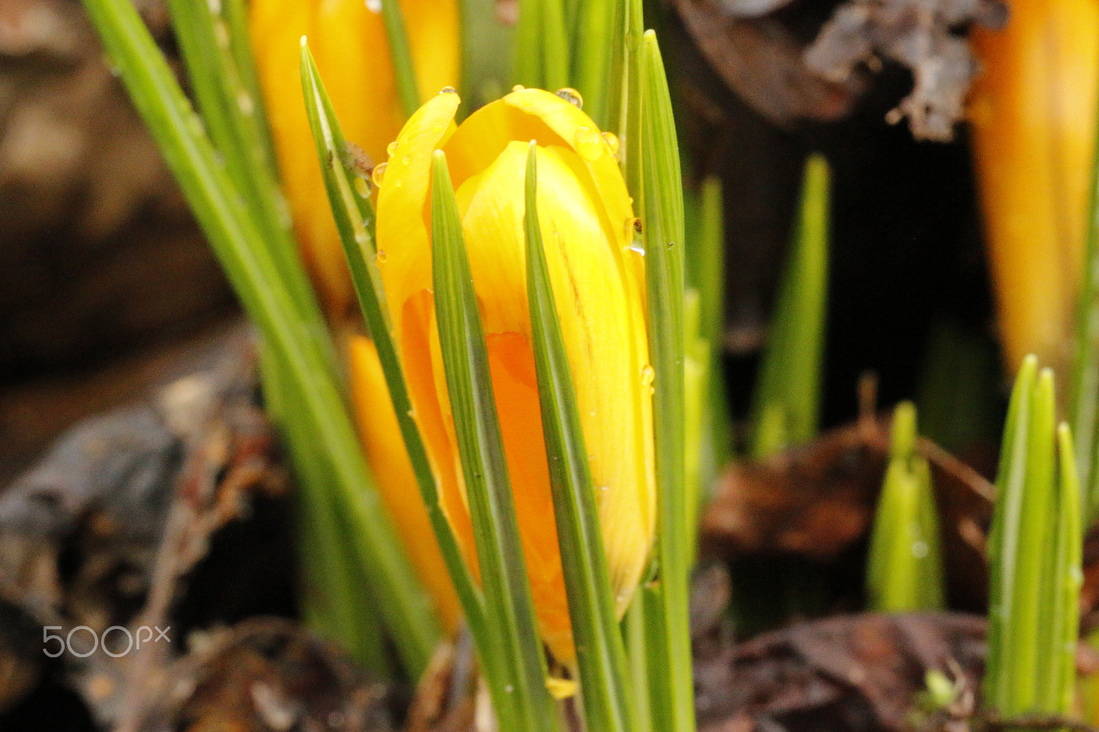 Canon EOS 70D + Sigma APO Macro 180mm F2.8 EX DG OS HSM sample photo. Crocus just comes out of the soil photography
