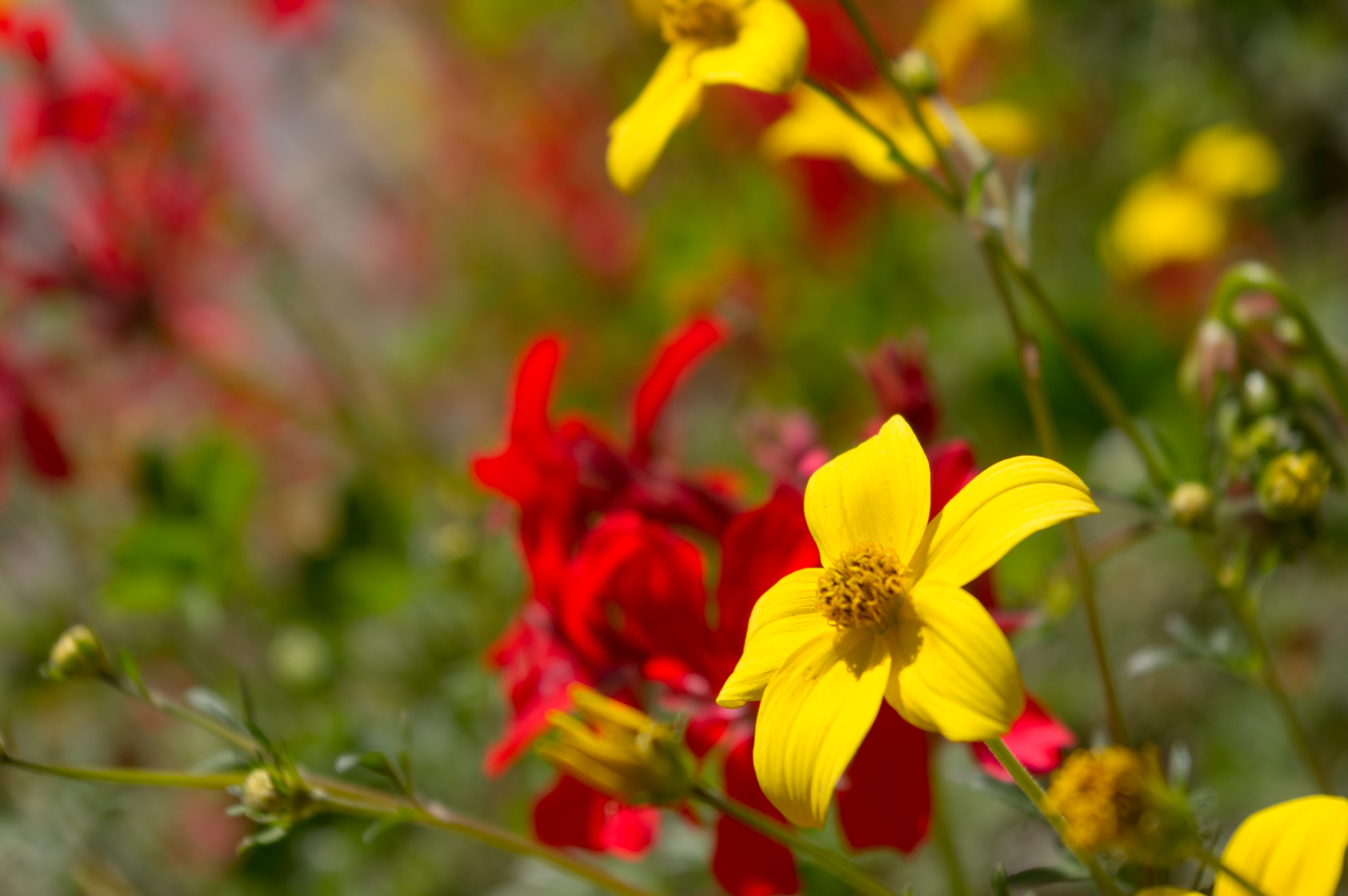 Pentax K-x sample photo. Colorful flowers photography