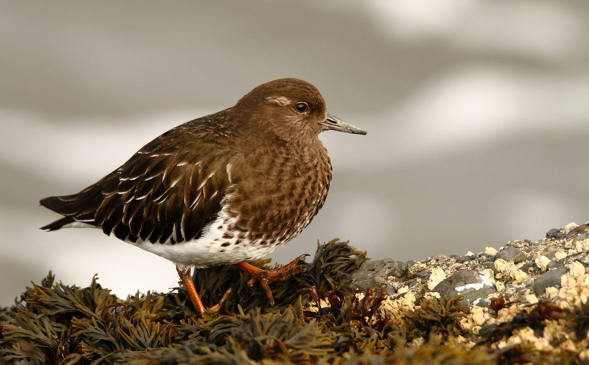Tamron SP 150-600mm F5-6.3 Di VC USD sample photo. Black turnstone photography