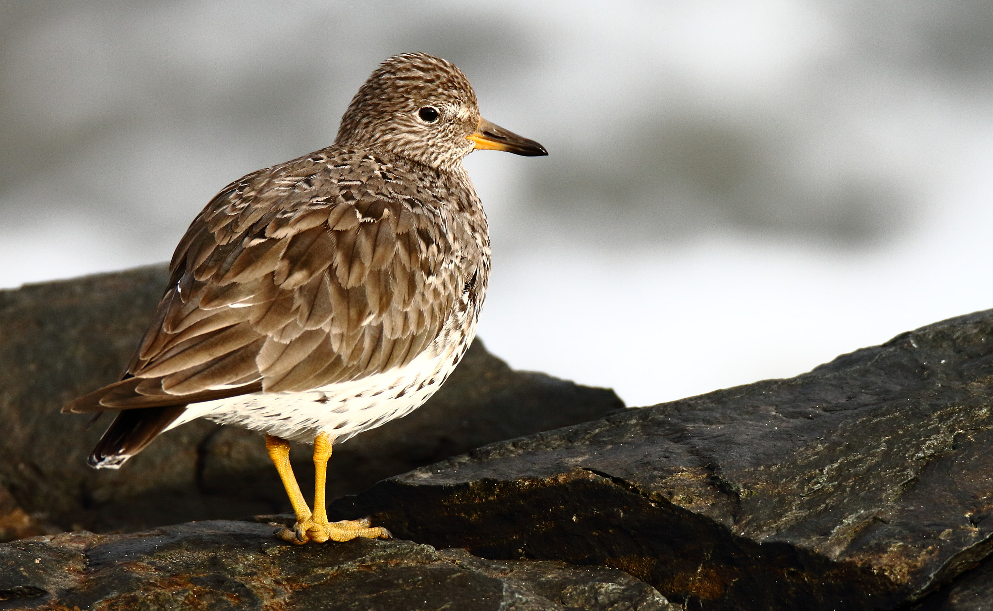 Tamron SP 150-600mm F5-6.3 Di VC USD sample photo. Surfbird photography