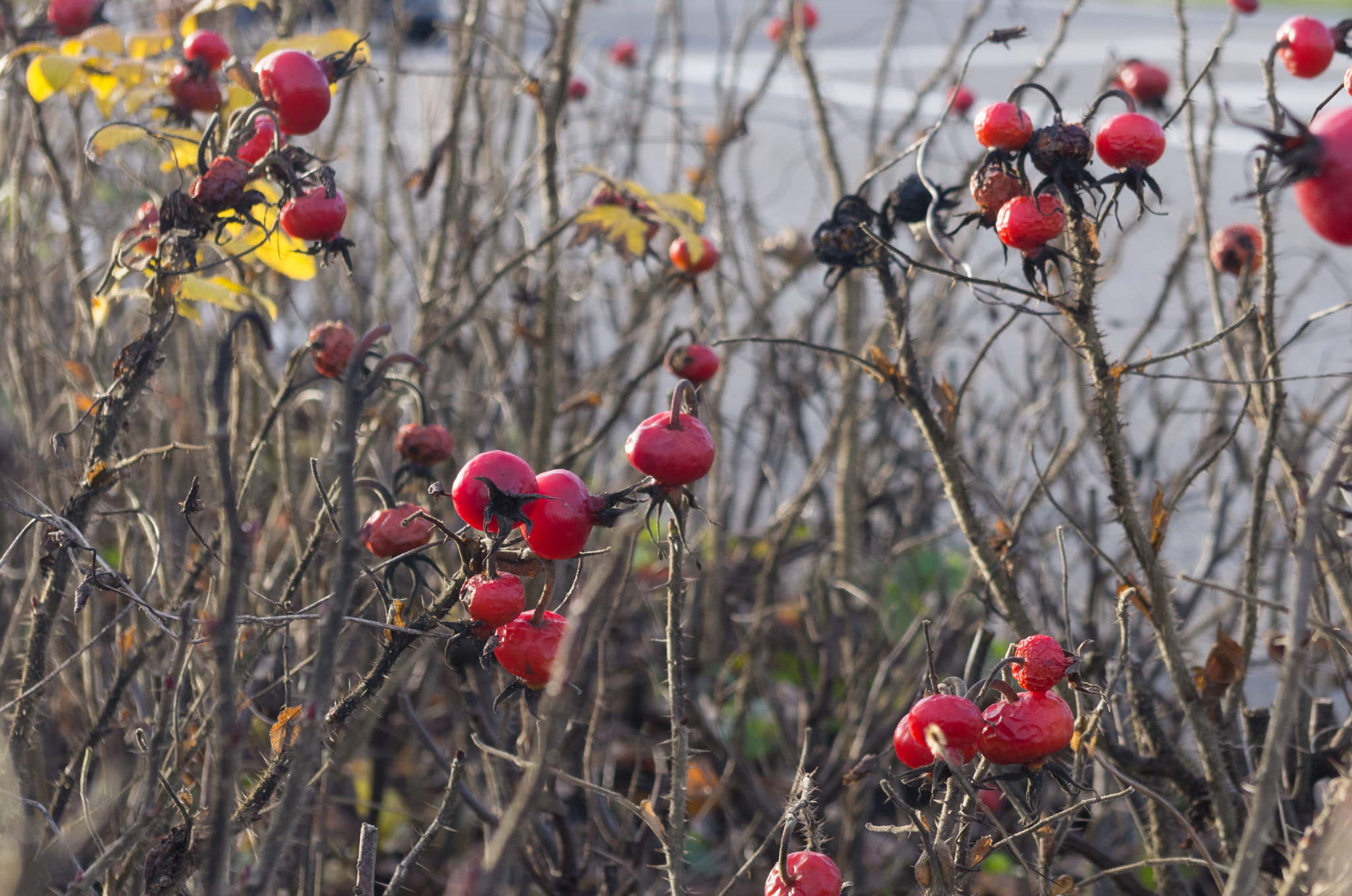 Pentax K-5 sample photo. Briar berries photography