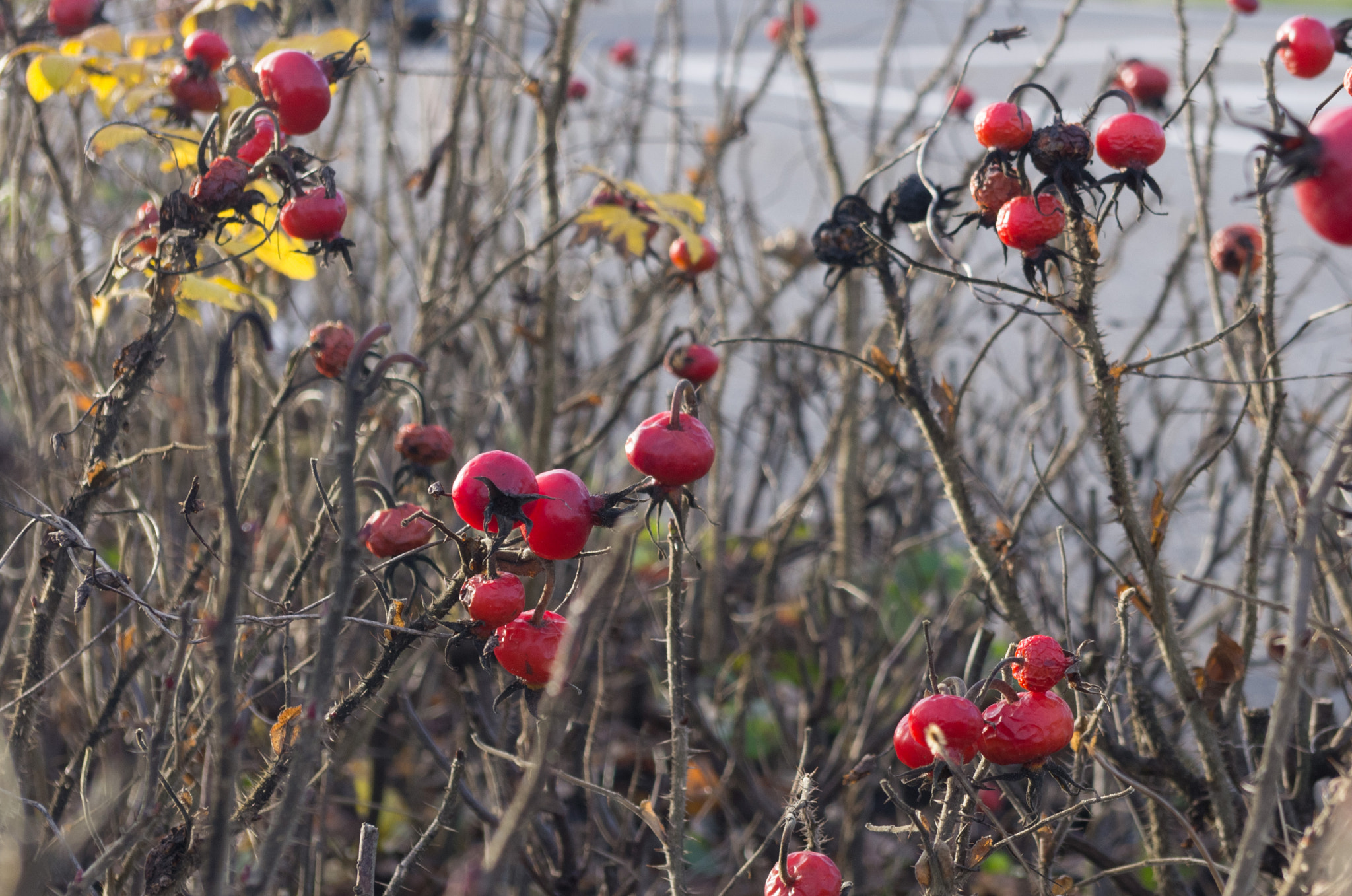 Pentax K-5 + smc PENTAX-DA L 18-55mm F3.5-5.6 sample photo. Briar berries photography