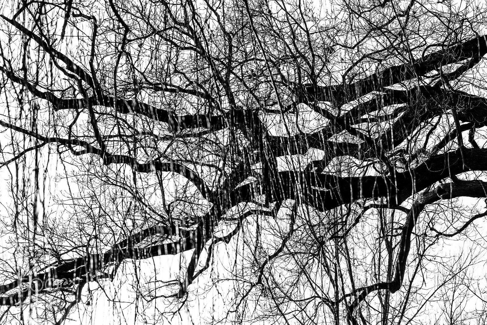 Nikon AF-Nikkor 80-200mm F2.8D ED sample photo. The art of tree branches photography