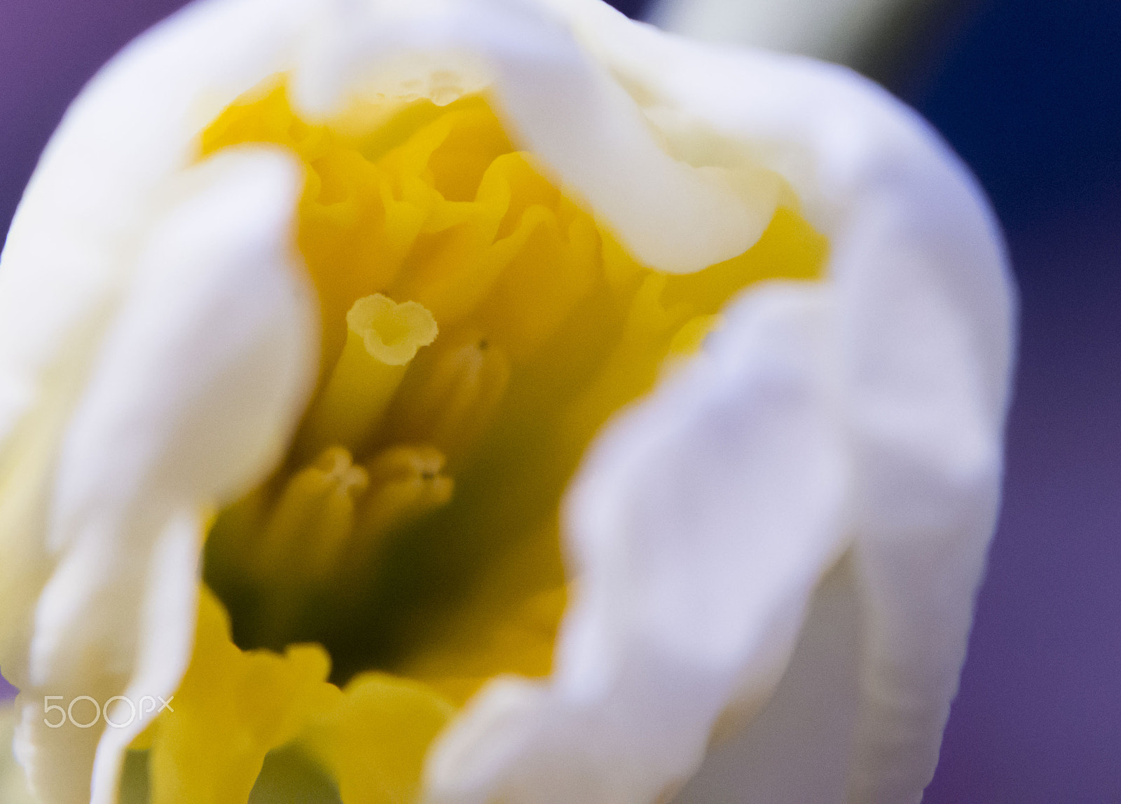 Nikon D7200 sample photo. In bloom photography