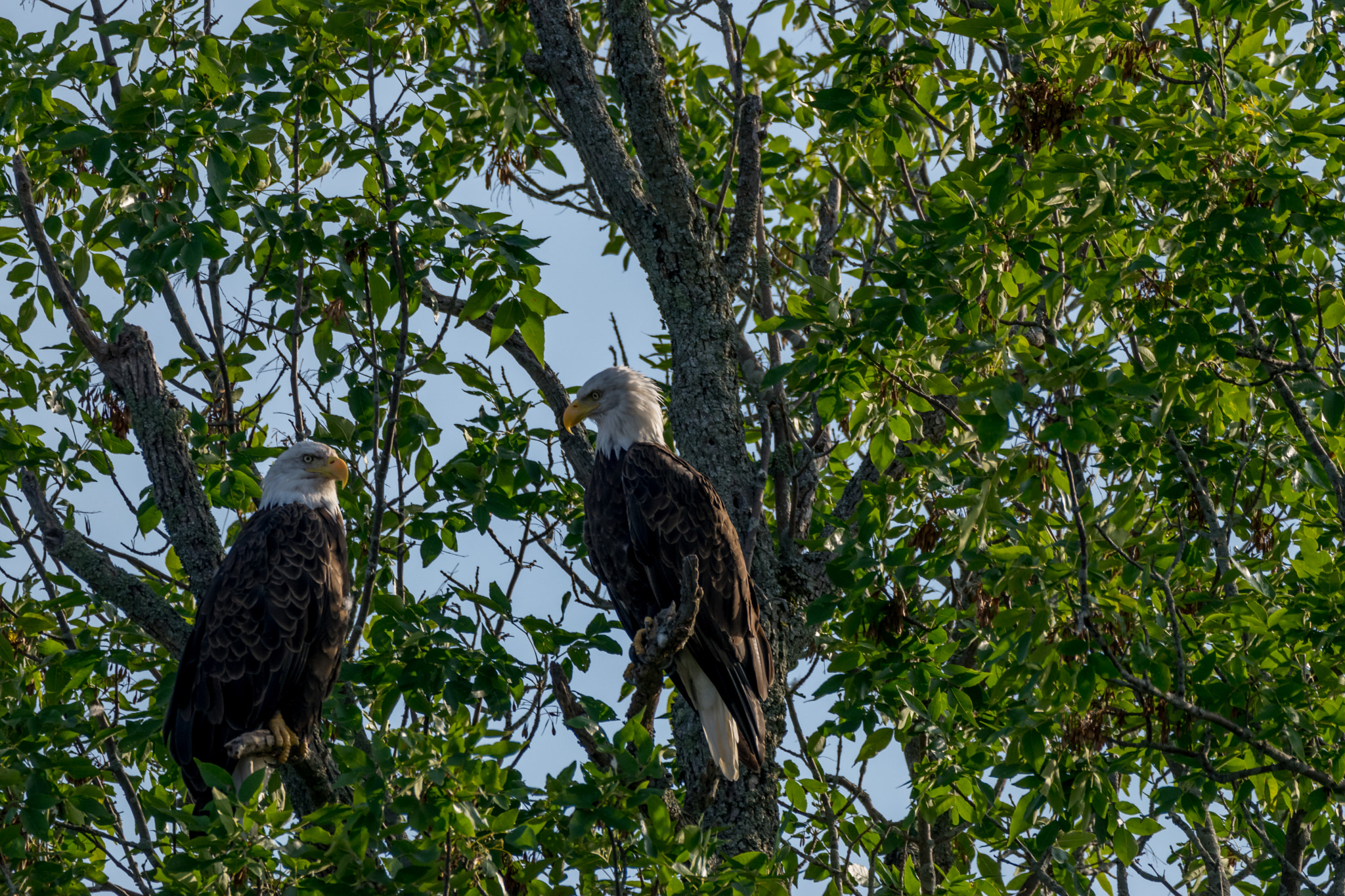 Nikon D5300 + Sigma 150-600mm F5-6.3 DG OS HSM | C sample photo. A pair of eagles near thompsons lake,ny. photography