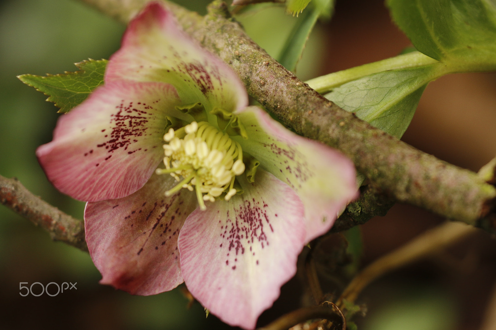 Sigma APO Macro 180mm F2.8 EX DG OS HSM sample photo. Helleborus niger photography