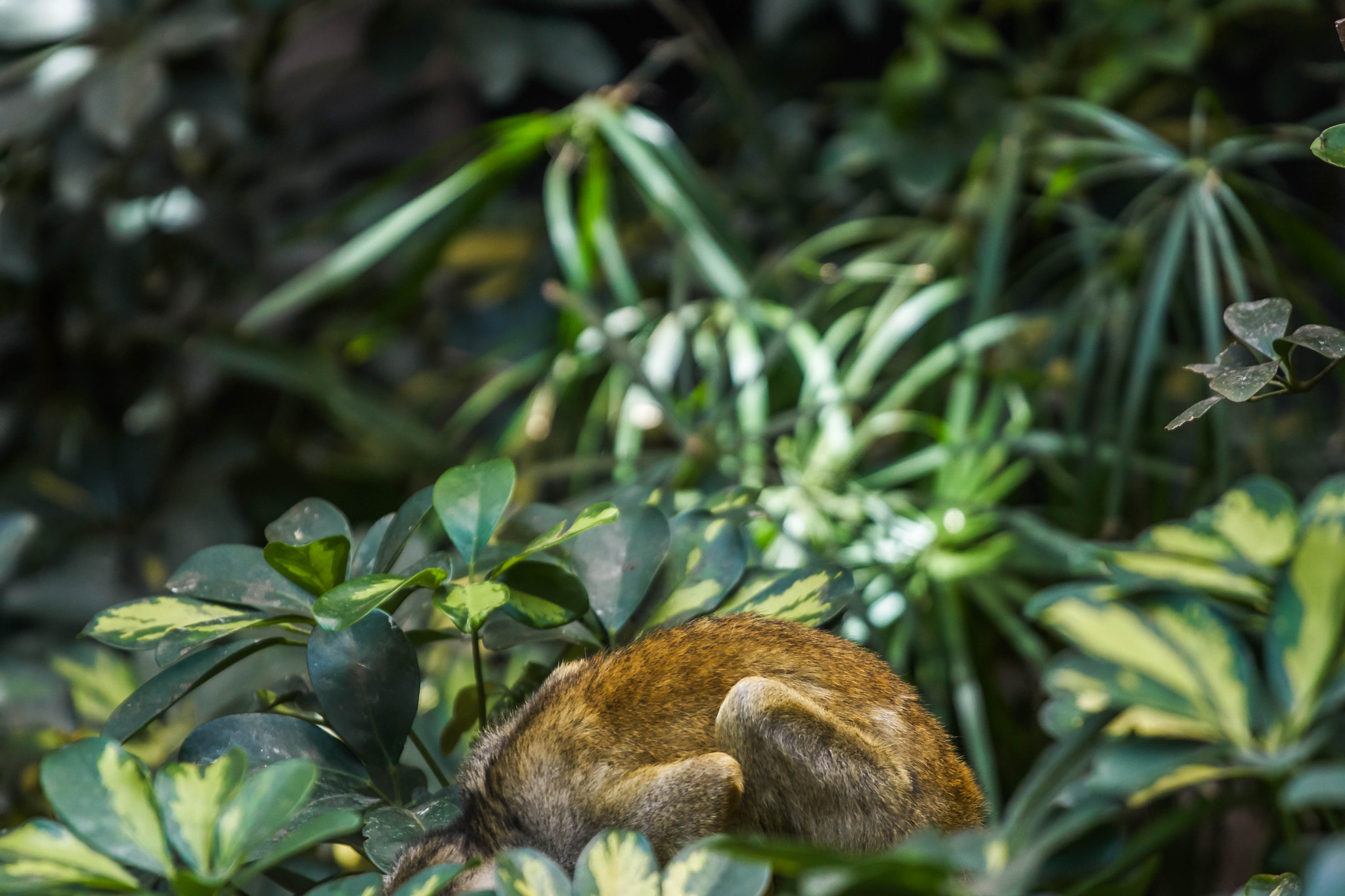 Sony DT 50mm F1.8 SAM sample photo. Hidden photography