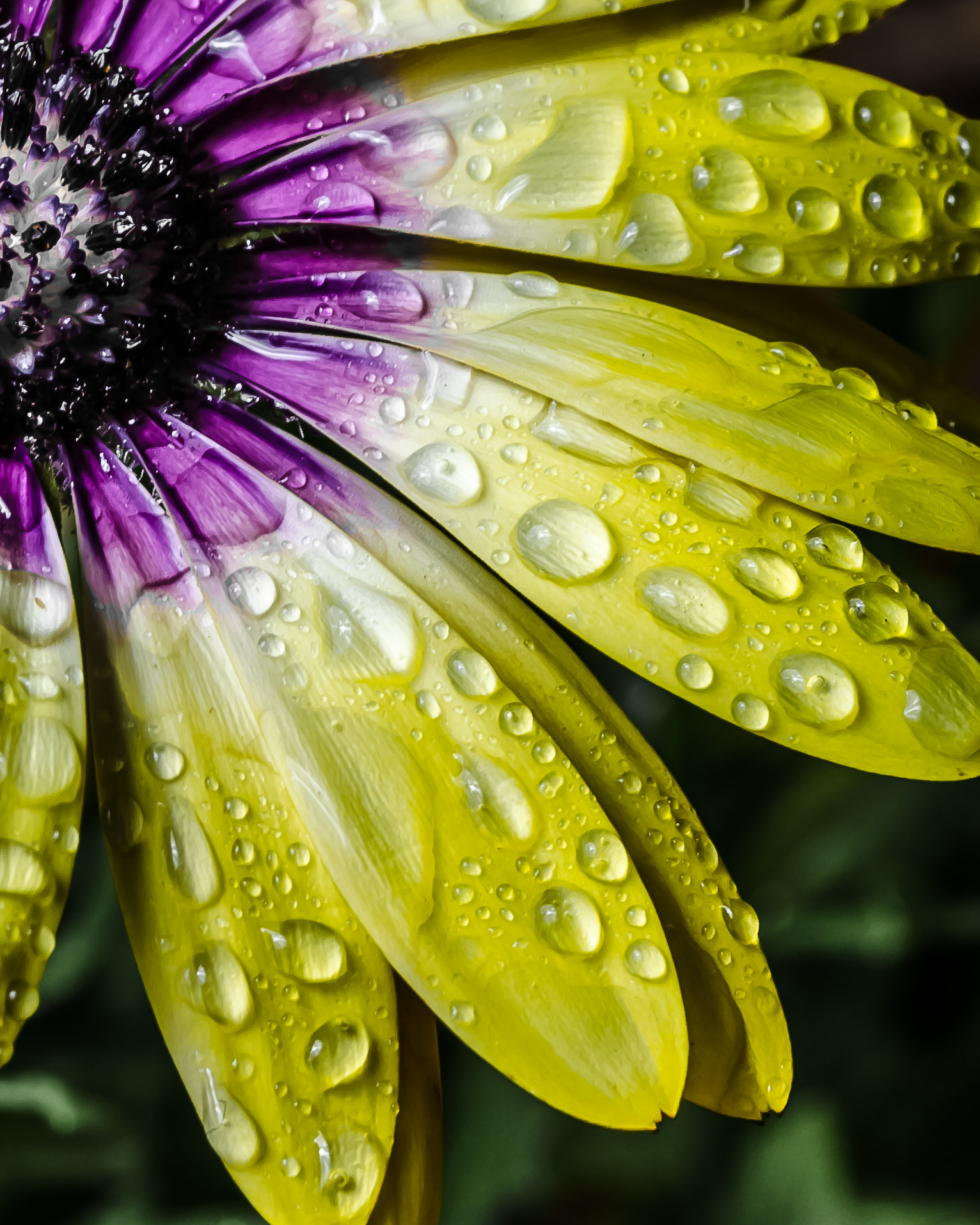 Sigma 105mm F2.8 EX DG OS HSM sample photo. Daisy 005 photography