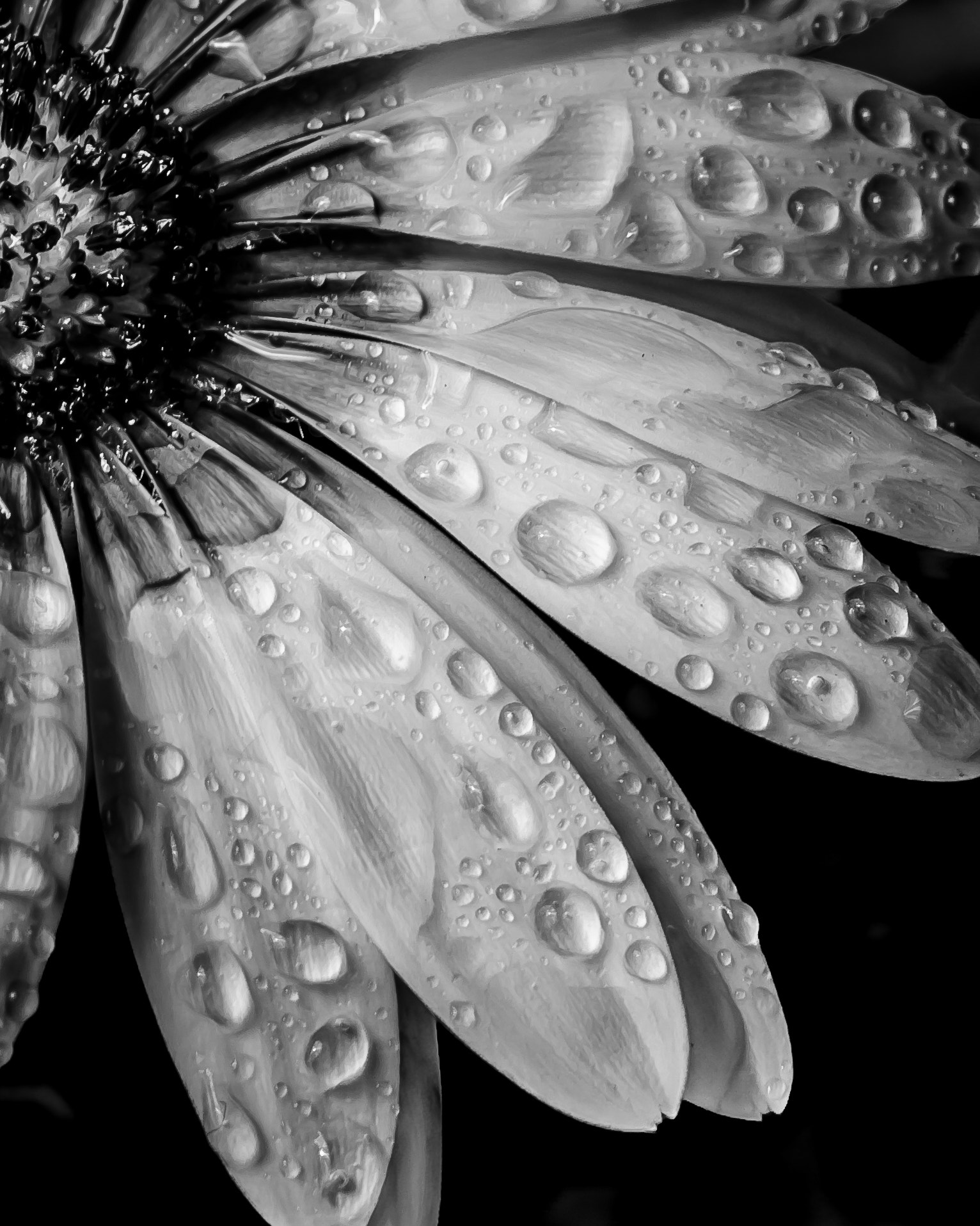 Sigma 105mm F2.8 EX DG OS HSM sample photo. Daisy 007 photography