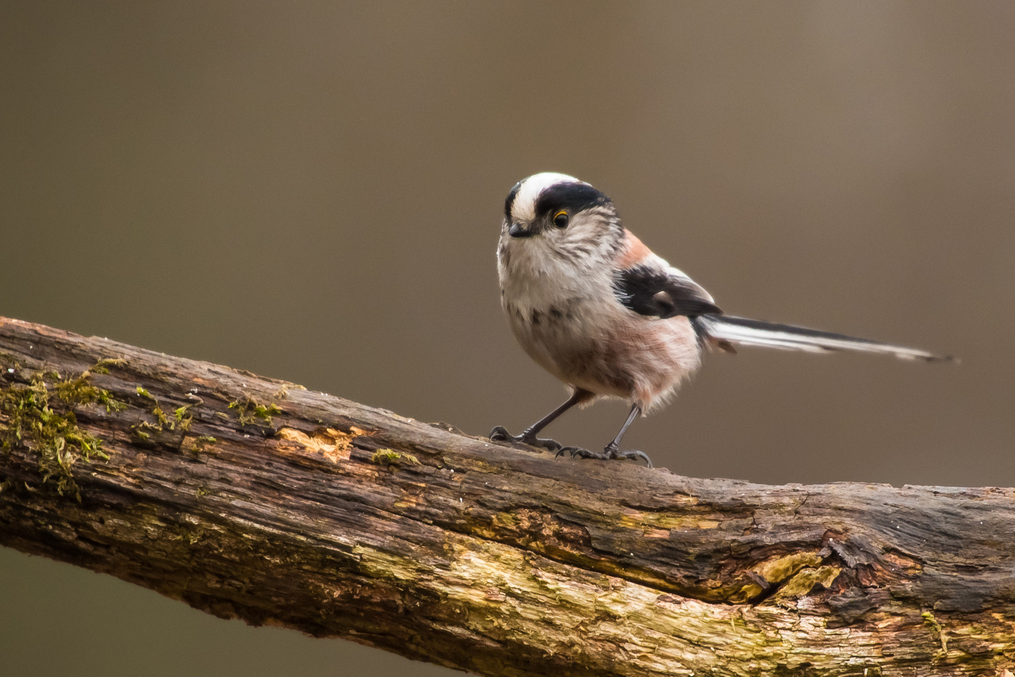 Nikon D750 + Sigma 50-500mm F4.5-6.3 DG OS HSM sample photo. Tailed tit photography