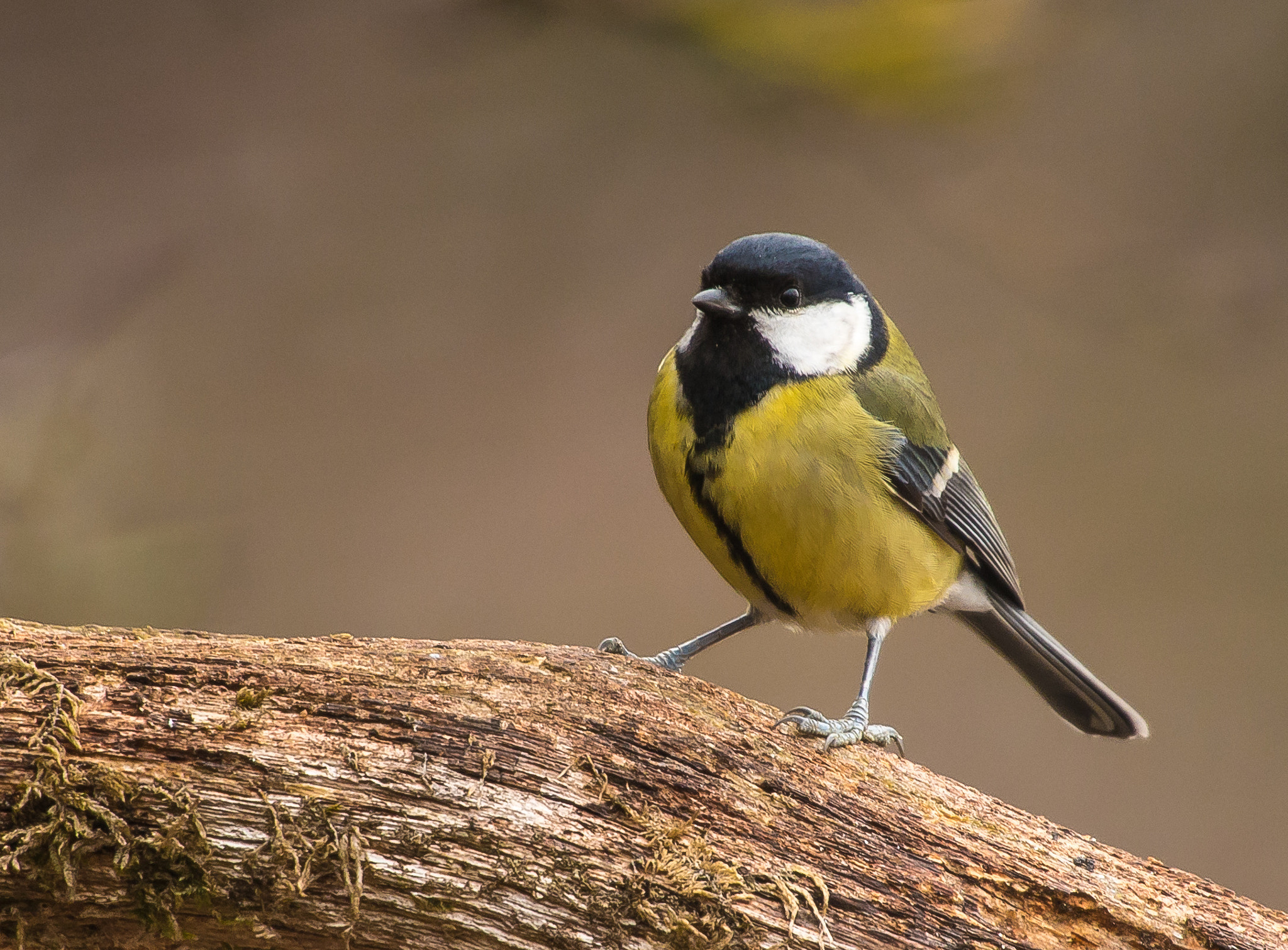 Nikon D750 sample photo. Great tit photography