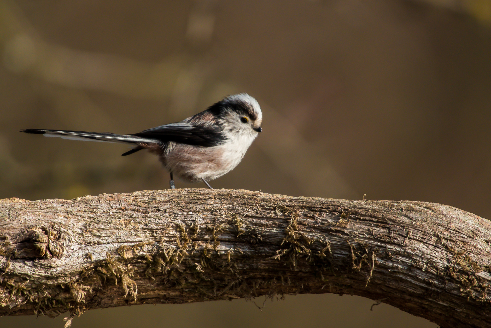 Sigma 50-500mm F4.5-6.3 DG OS HSM sample photo. Tailed tit 2 photography
