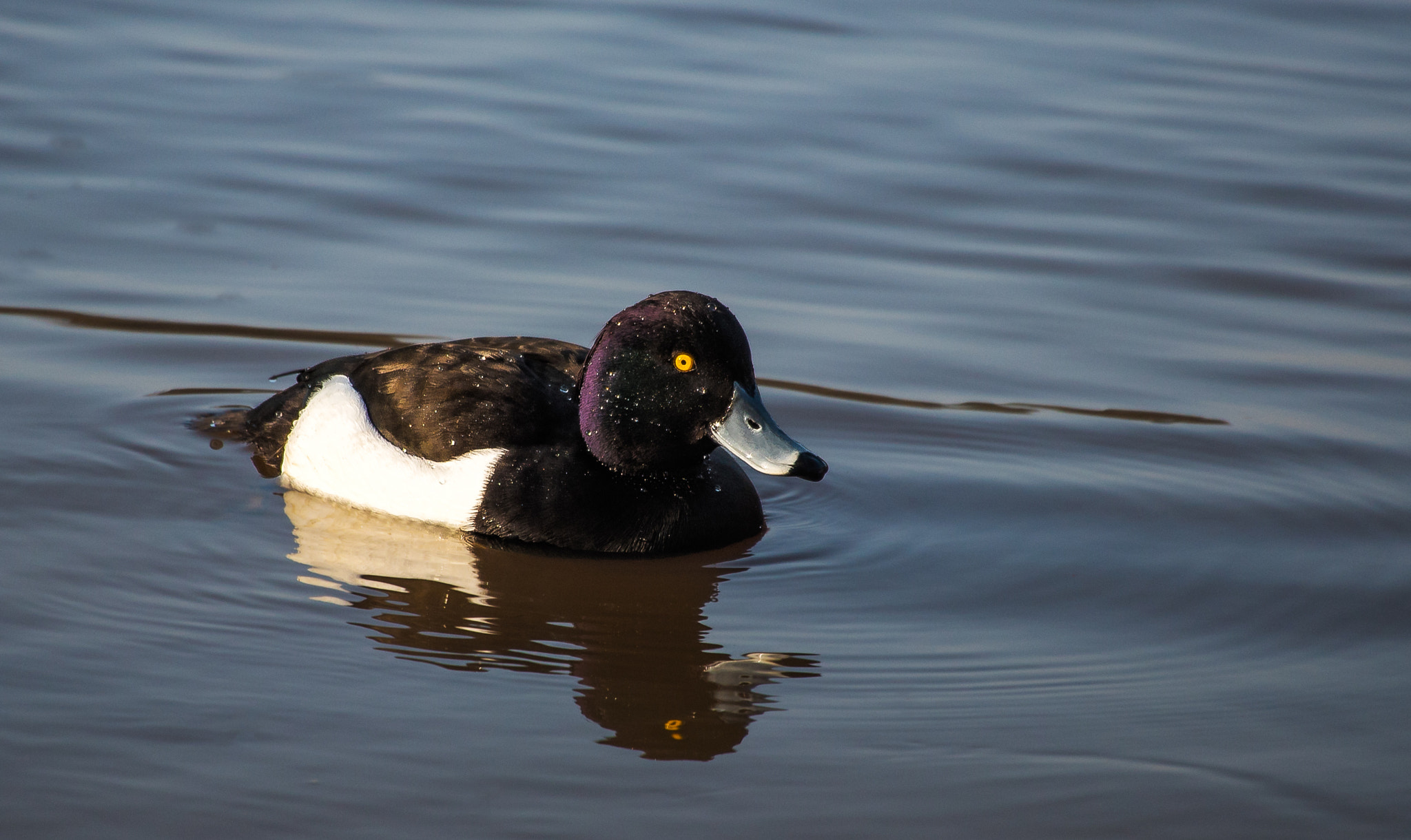 Sigma 50-500mm F4.5-6.3 DG OS HSM sample photo. Tufted duck photography