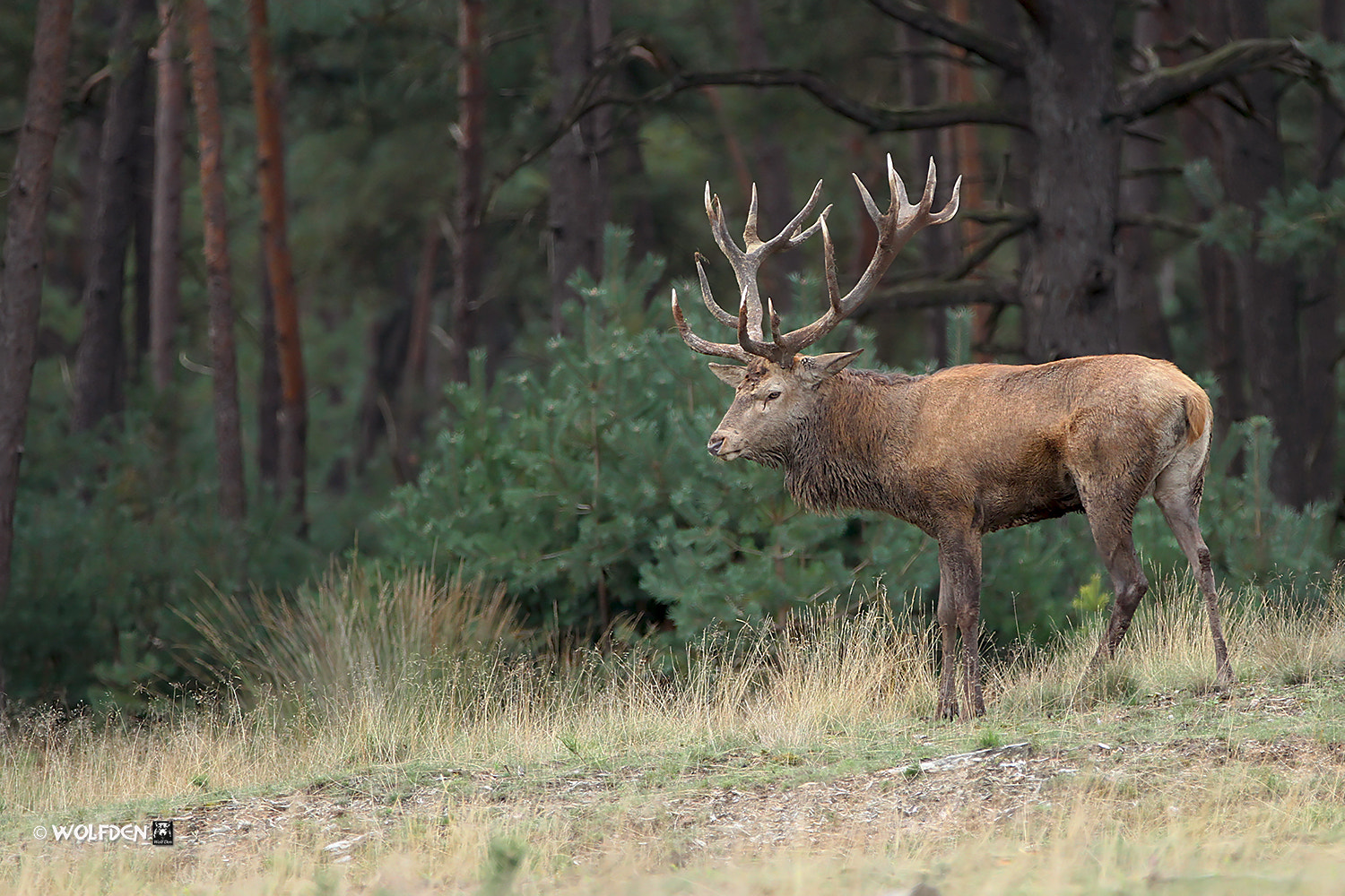 Canon EOS 7D sample photo. Red deer photography