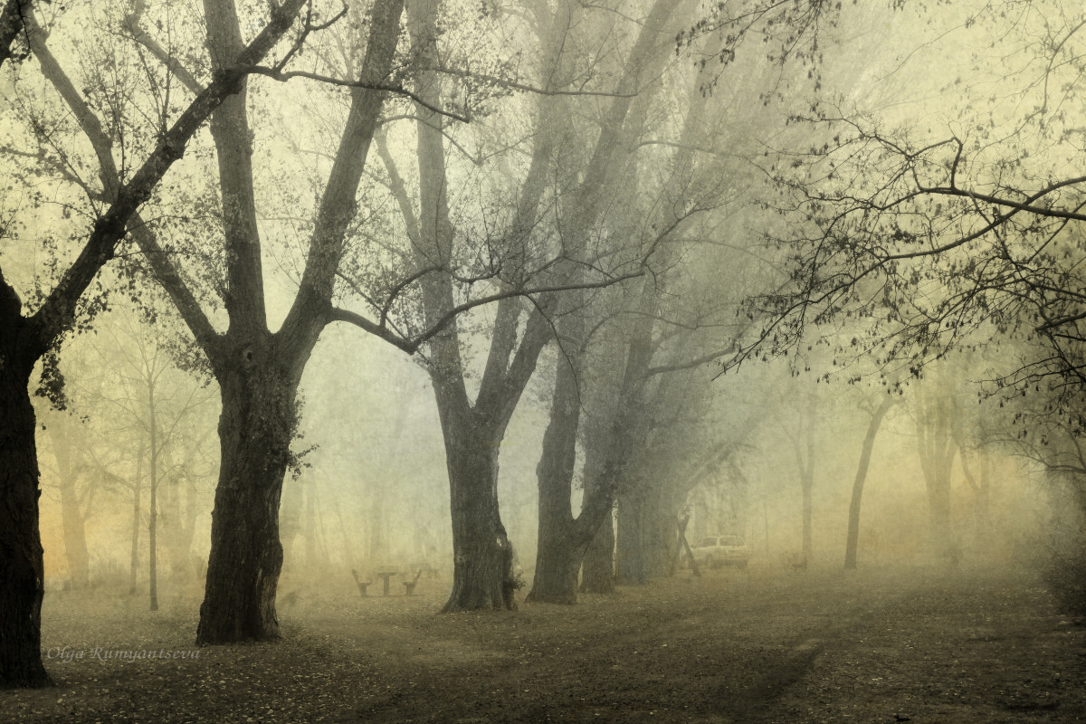 Canon EOS 50D sample photo. Fog. photography