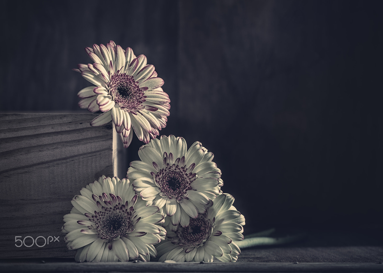 Nikon AF-S Micro-Nikkor 105mm F2.8G IF-ED VR sample photo. Gerberas photography