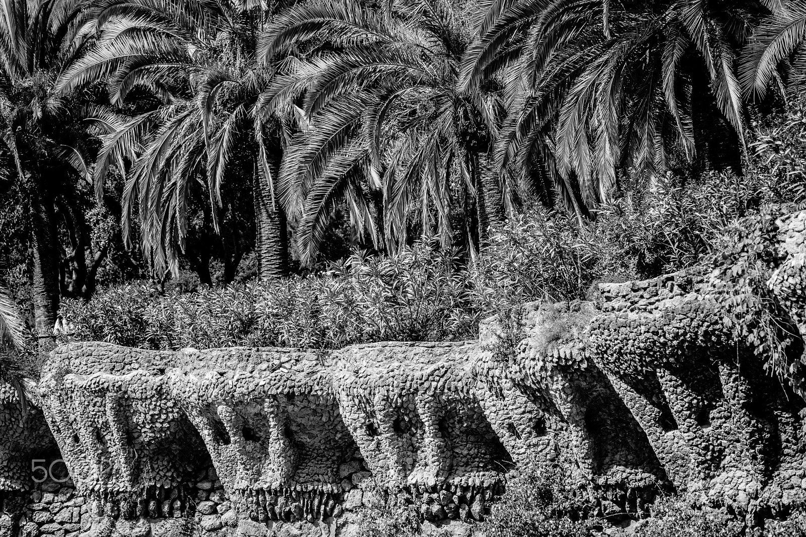 Sony FE 70-300mm F4.5-5.6 G OSS sample photo. Palms & monsters photography