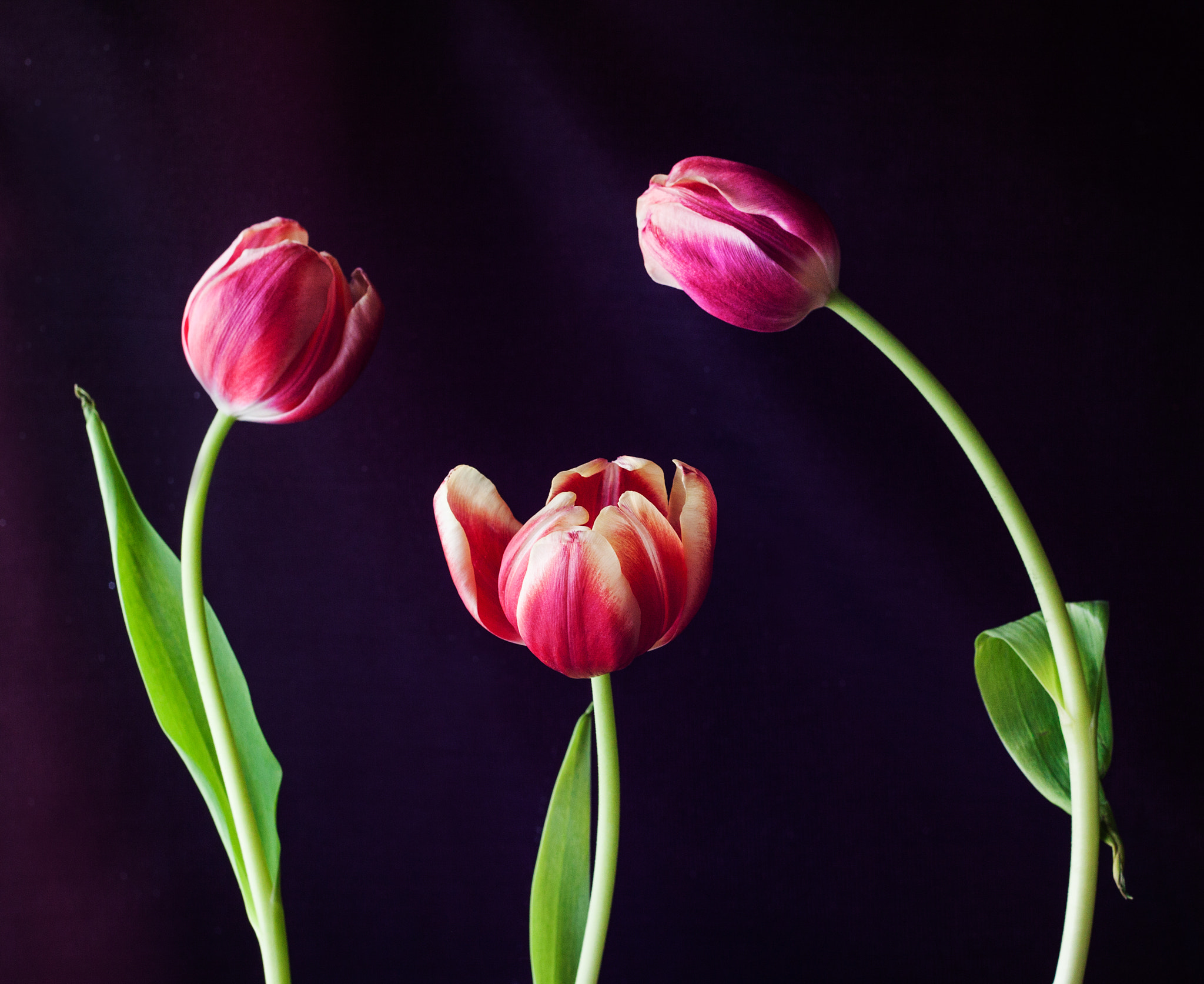 Canon EF 35-80mm f/4-5.6 sample photo. Tulipanes iv photography